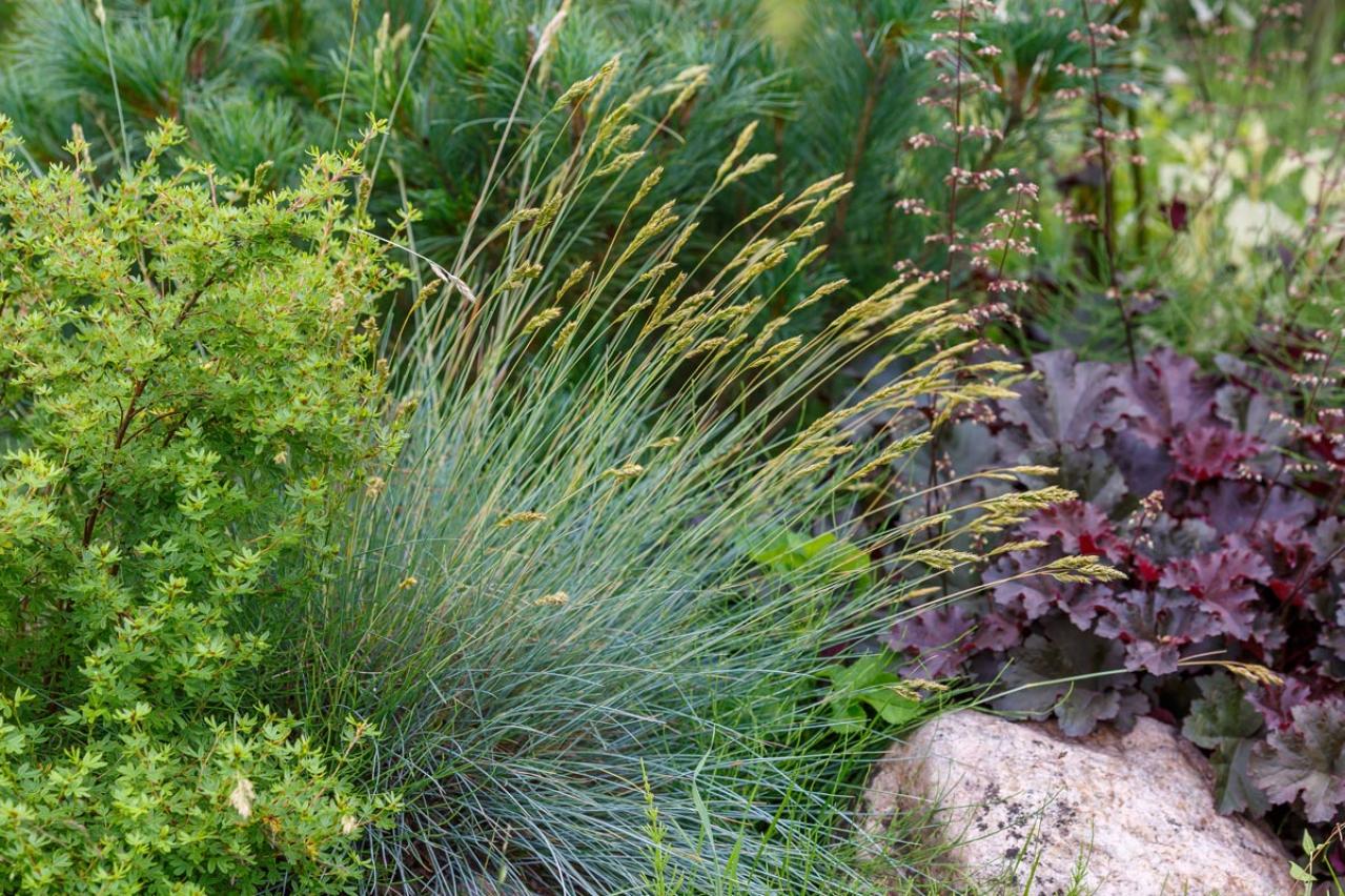 意外な主役は「葉」！フウチソウ・カレックスなど8選で、庭やベランダにアクセントを【ガーデニング】（画像18）