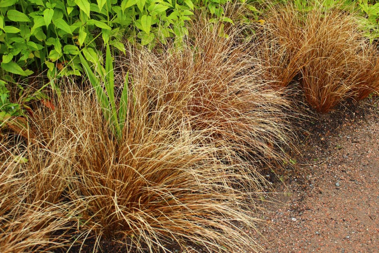 意外な主役は「葉」！フウチソウ・カレックスなど8選で、庭やベランダにアクセントを【ガーデニング】（画像8）