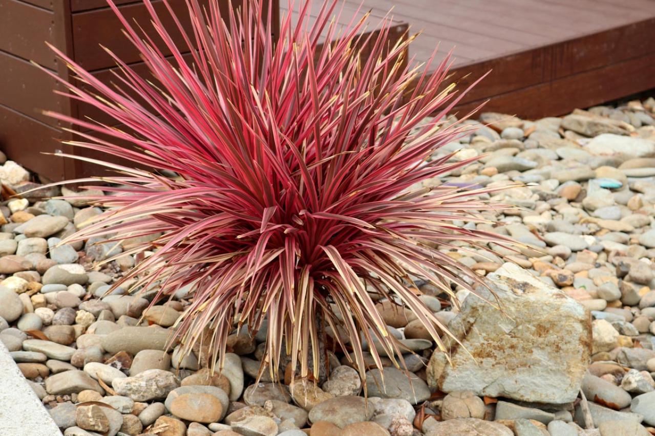 意外な主役は「葉」！フウチソウ・カレックスなど8選で、庭やベランダにアクセントを【ガーデニング】（画像6）