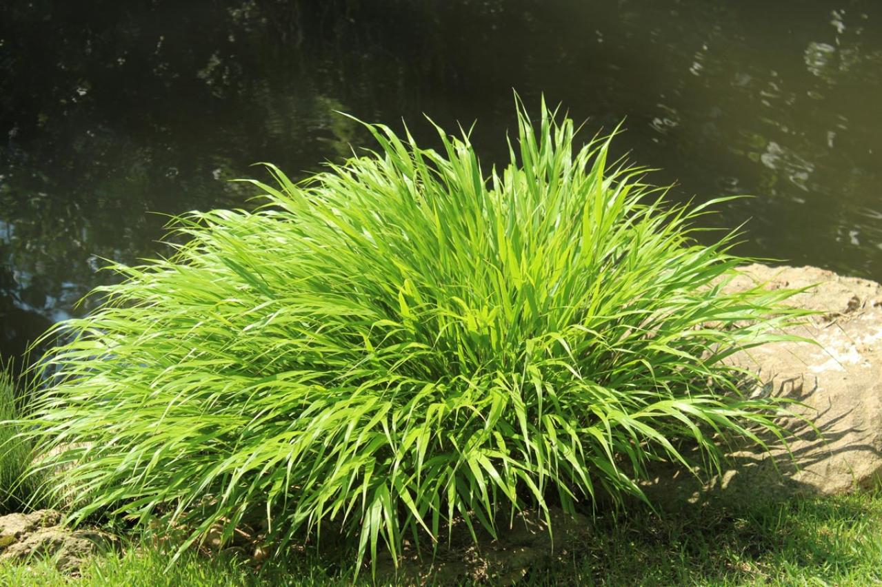 意外な主役は「葉」！フウチソウ・カレックスなど8選で、庭やベランダにアクセントを【ガーデニング】（画像4）