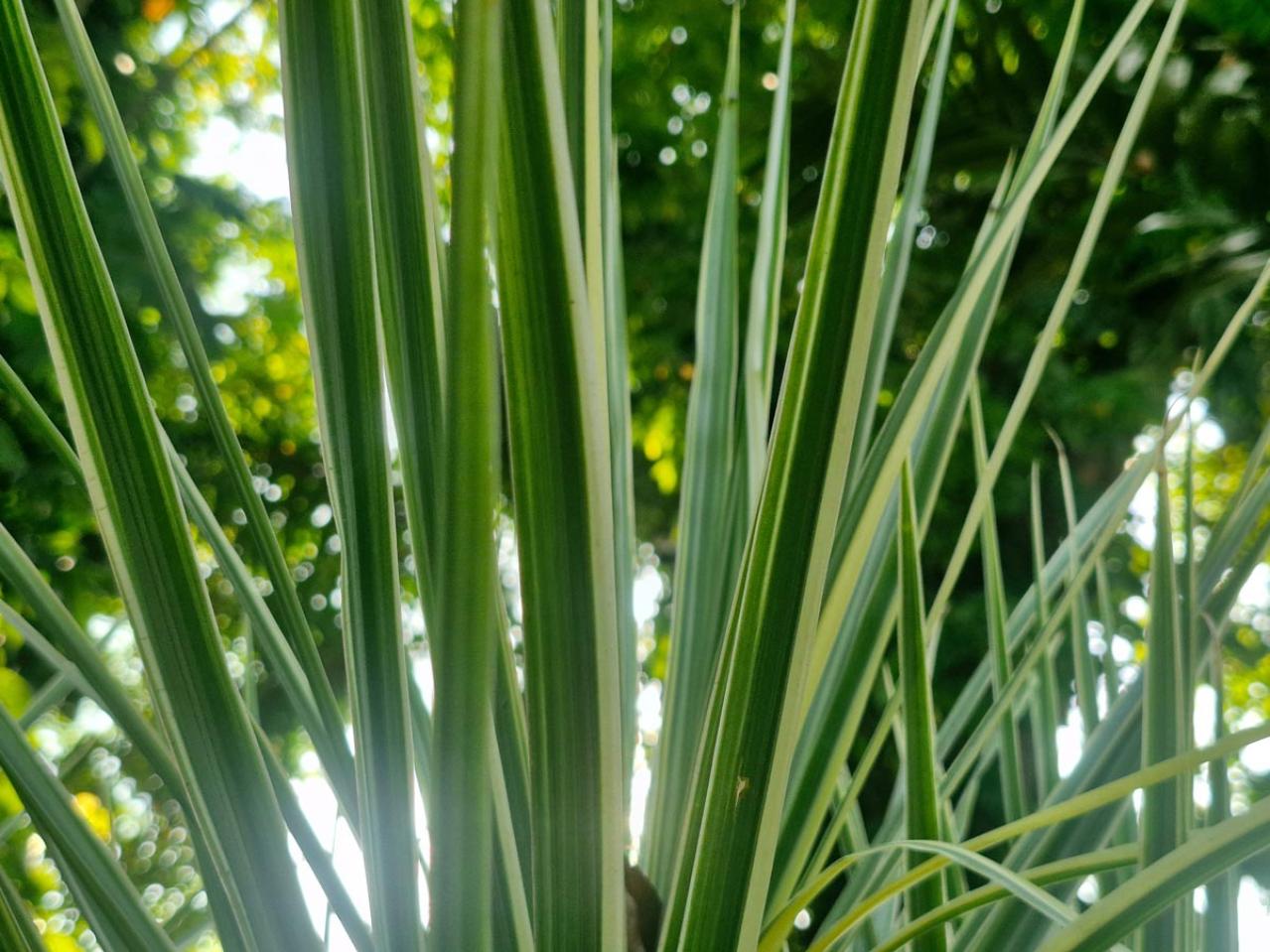 意外な主役は「葉」！フウチソウ・カレックスなど8選で、庭やベランダにアクセントを【ガーデニング】（画像13）