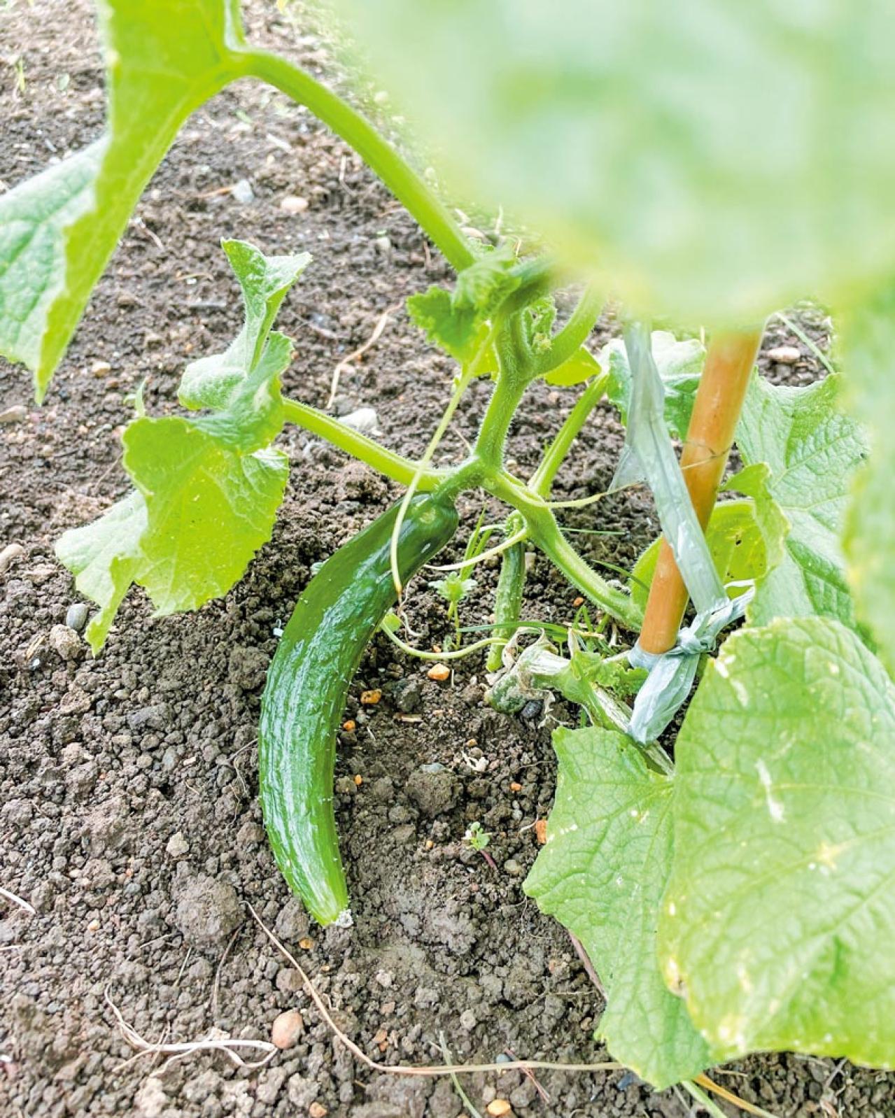 70歳から始めるおしゃれ！「インディゴブルーの太パンツ」でさっそうと！【本田葉子さん流】（画像3）