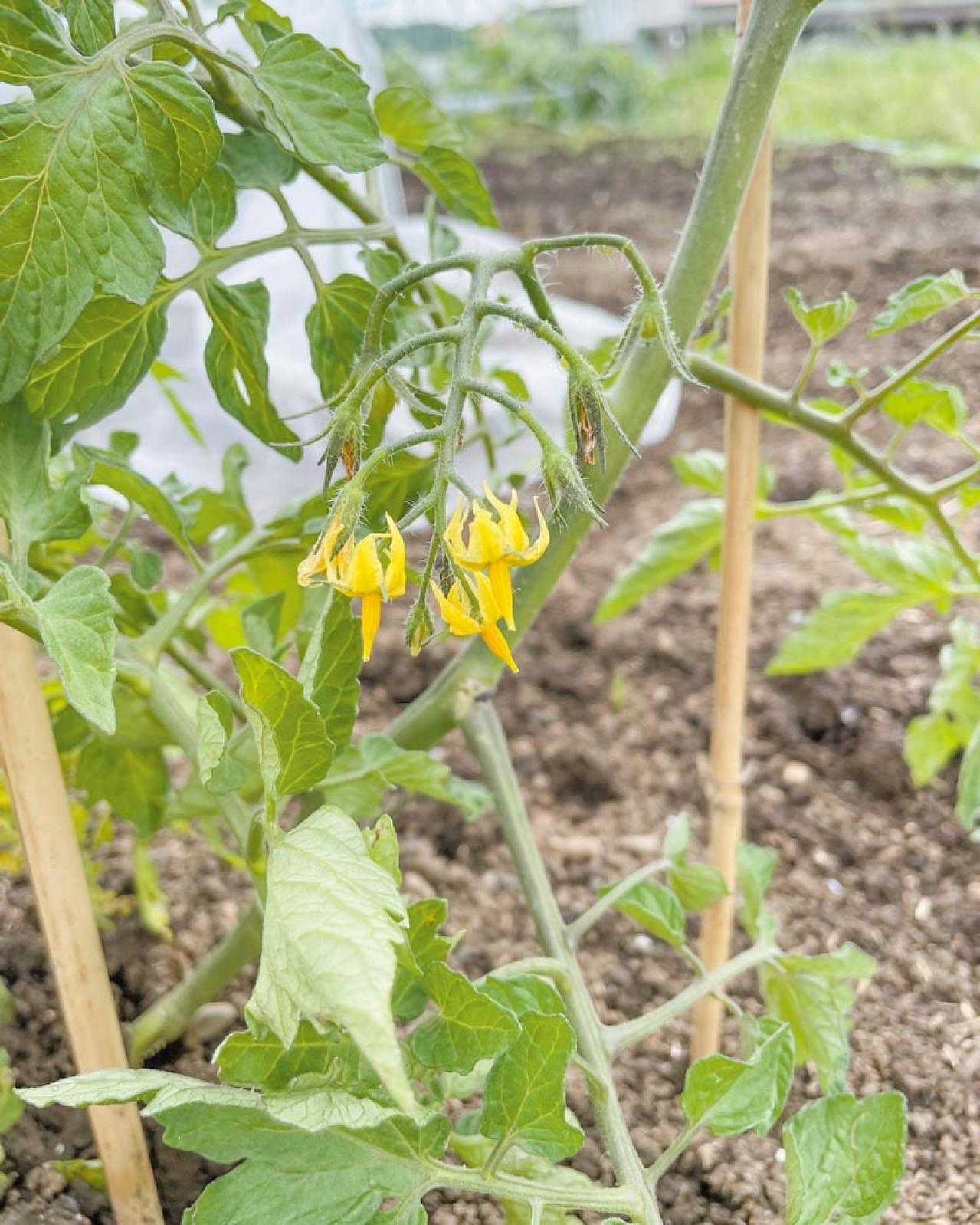 70歳から始めるおしゃれ！「インディゴブルーの太パンツ」でさっそうと！【本田葉子さん流】（画像4）