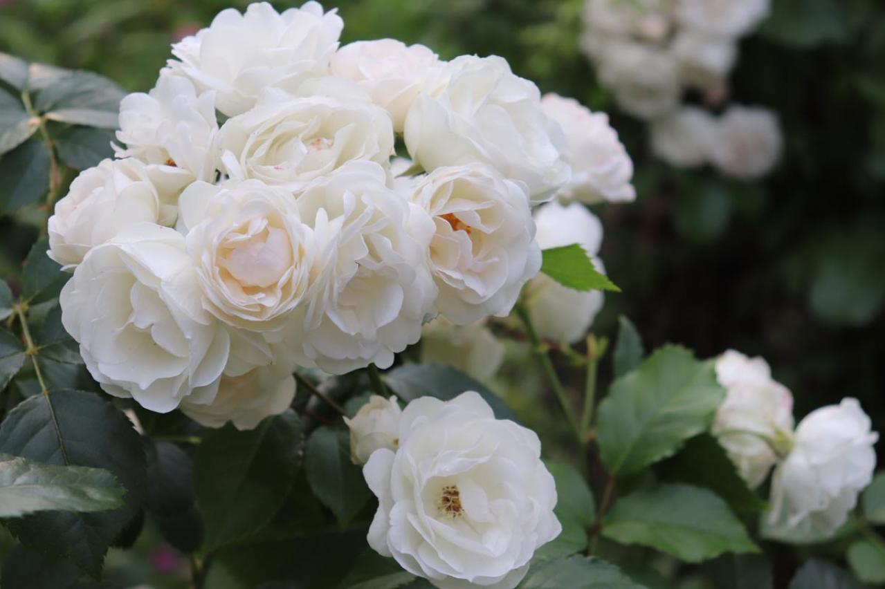 「白い粉が…これ何!?」バラの新芽・つぼみが危ない！4月に急増する「うどんこ病」今すぐの対策