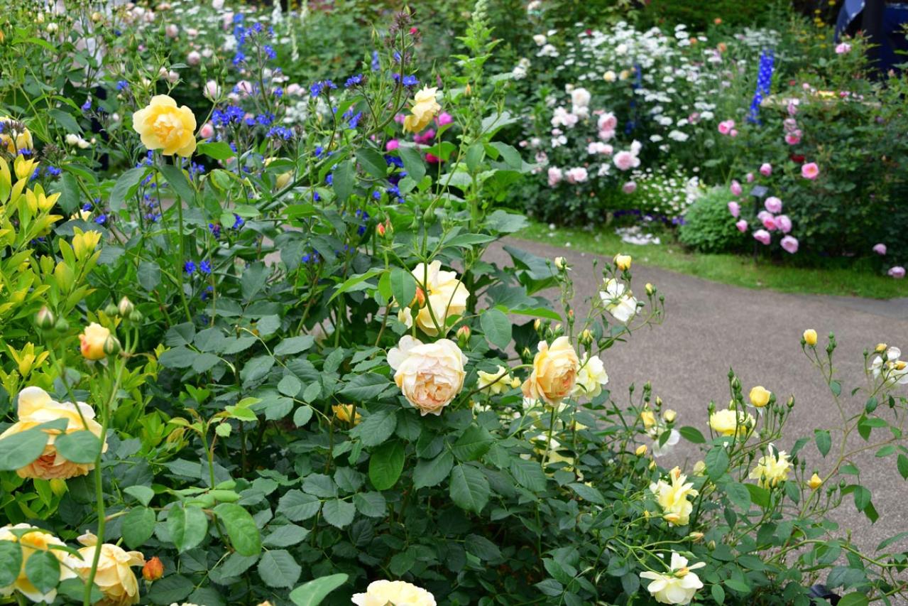 「白い粉が…これ何!?」バラの新芽・つぼみが危ない！4月に急増する「うどんこ病」今すぐの対策（画像4）