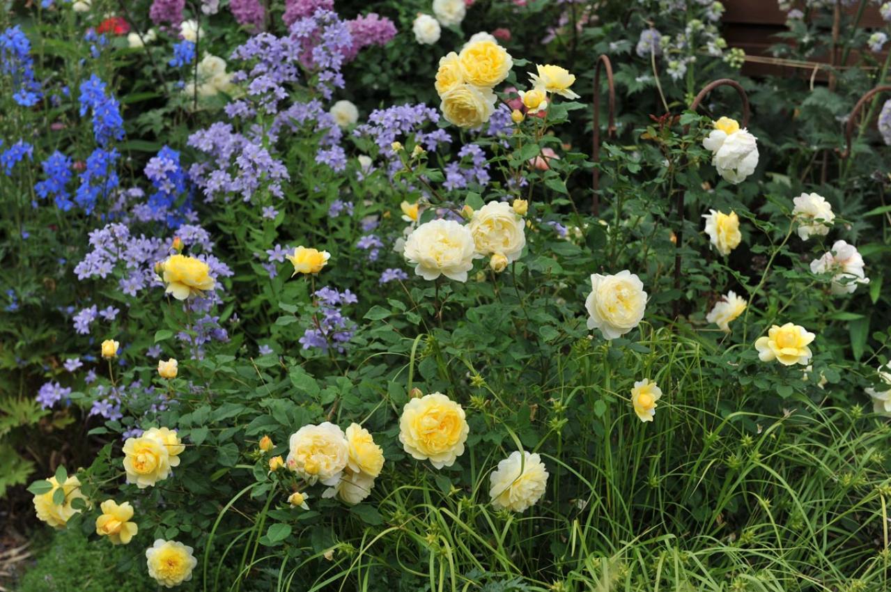 「白い粉が…これ何!?」バラの新芽・つぼみが危ない！4月に急増する「うどんこ病」今すぐの対策（画像3）