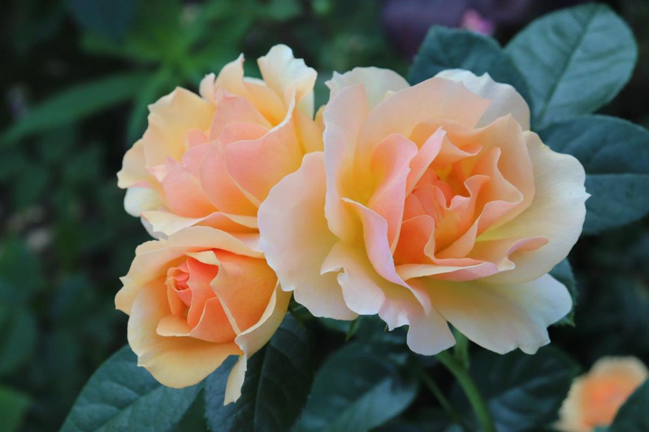 「白い粉が…これ何!?」バラの新芽・つぼみが危ない！4月に急増する「うどんこ病」今すぐの対策（画像2）