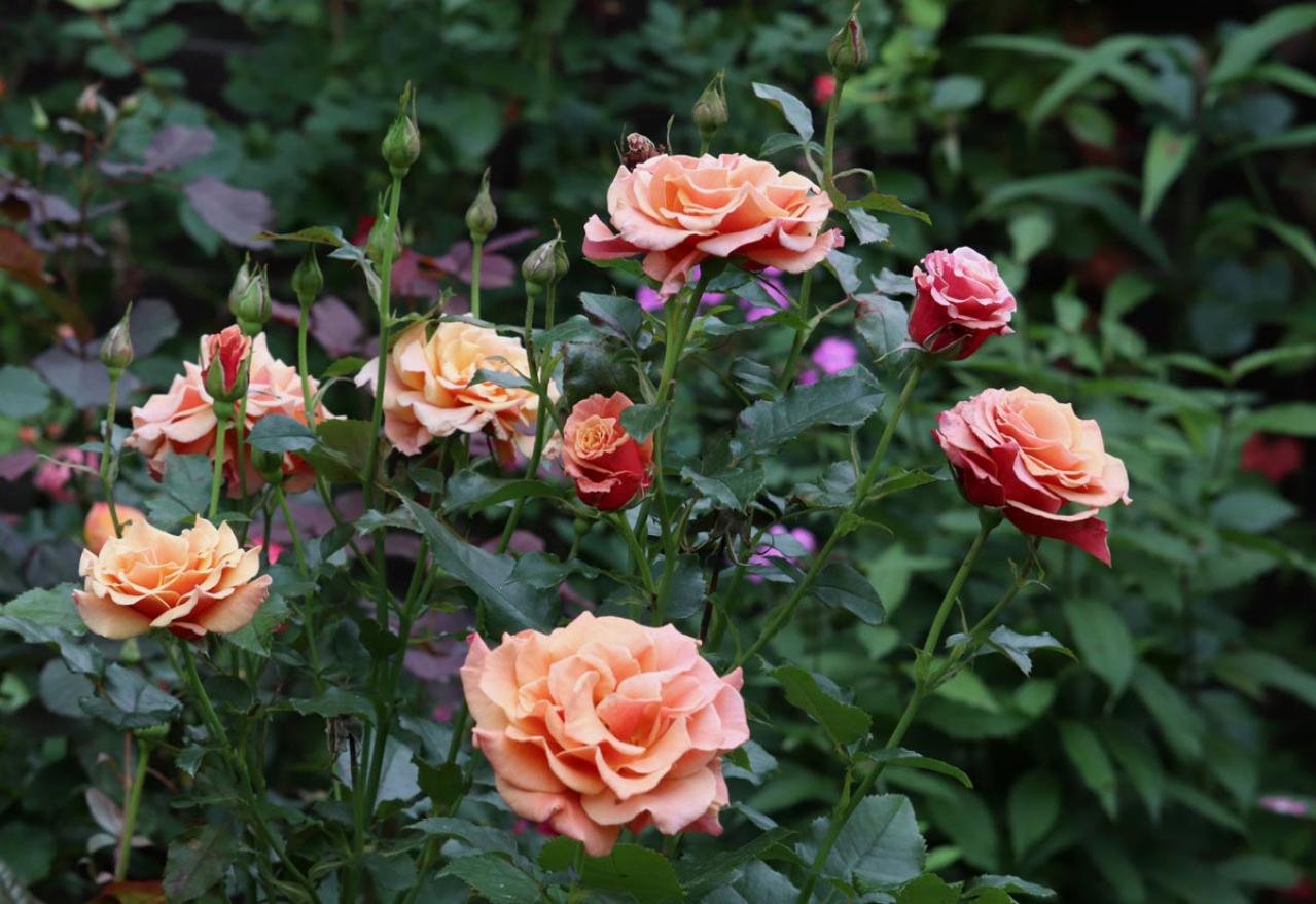 「白い粉が…これ何!?」バラの新芽・つぼみが危ない！4月に急増する「うどんこ病」今すぐの対策（画像5）