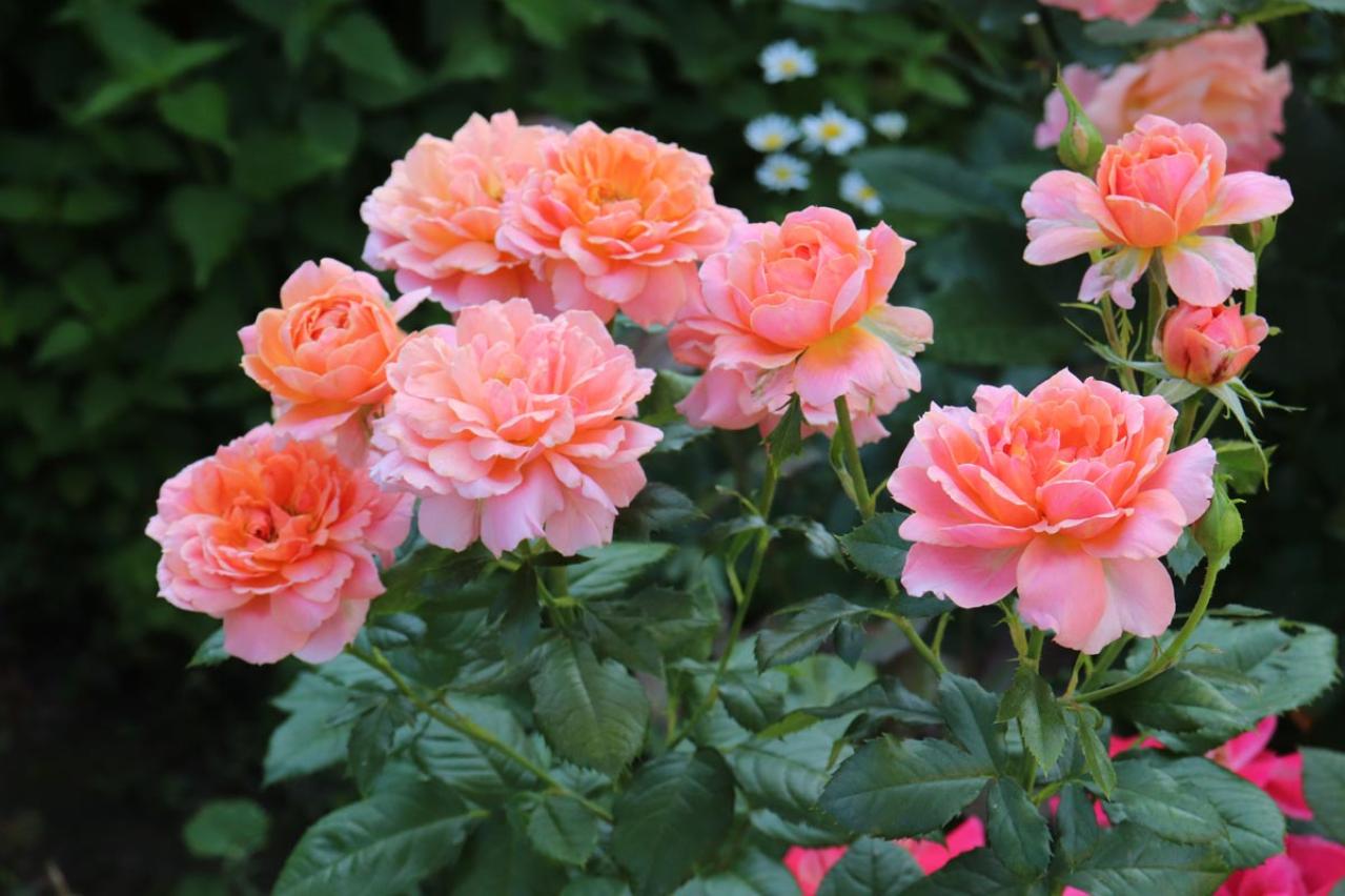 「白い粉が…これ何!?」バラの新芽・つぼみが危ない！4月に急増する「うどんこ病」今すぐの対策（画像6）