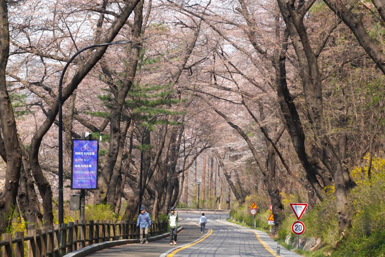 【2026年最新】ソウルの桜が意外と早い！南山をバスでラクに登って徒歩で下山（画像10）