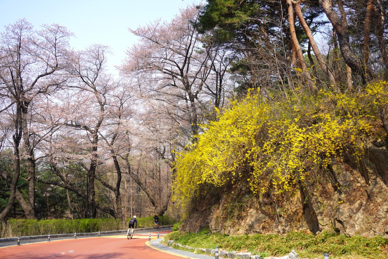 【2026年最新】ソウルの桜が意外と早い！南山をバスでラクに登って徒歩で下山（画像9）