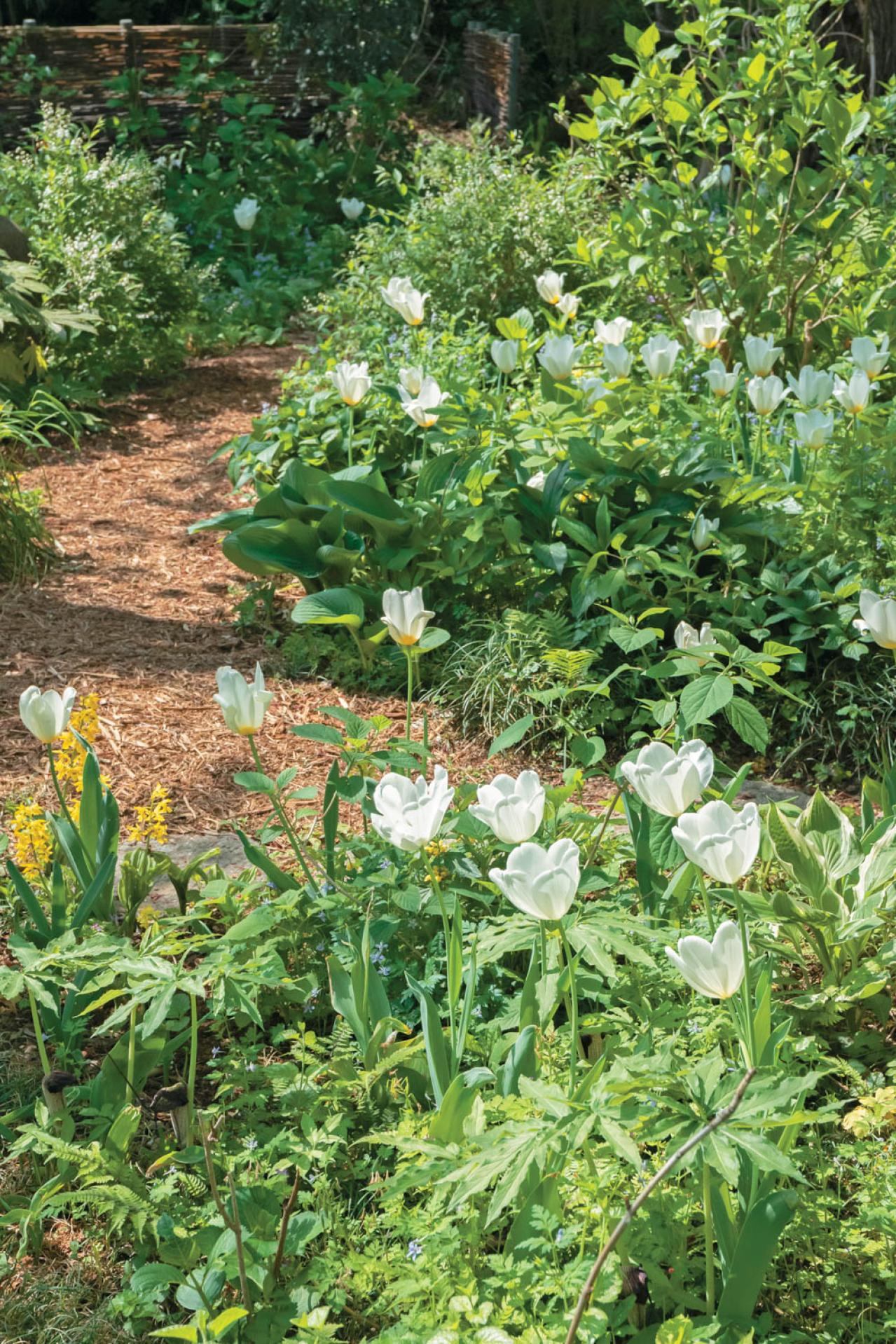 【チューリップ】が庭一面を彩る！  埼玉のオープンガーデン「グリーンローズ」が公開スタート（画像3）