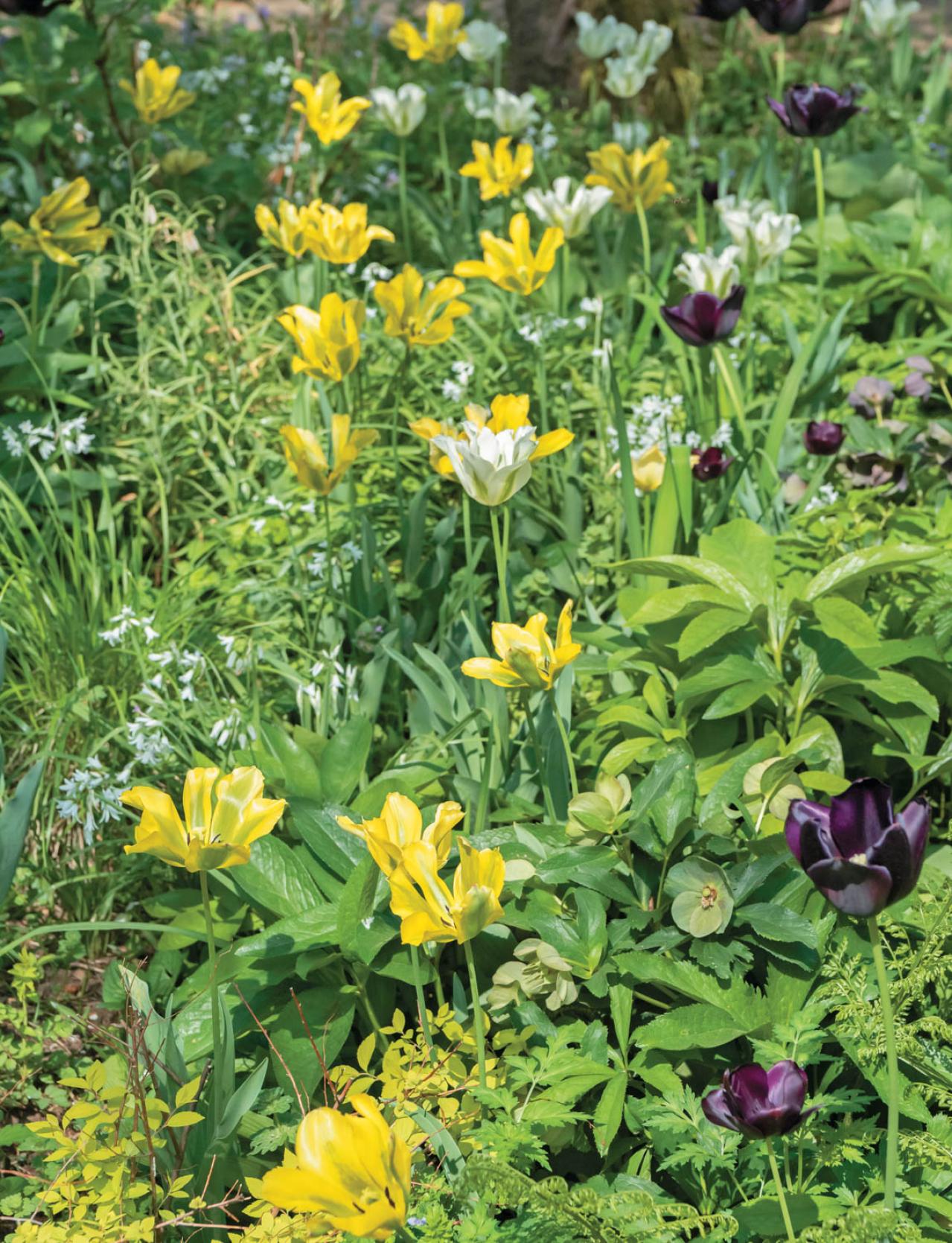 【チューリップ】が庭一面を彩る！  埼玉のオープンガーデン「グリーンローズ」が公開スタート（画像7）