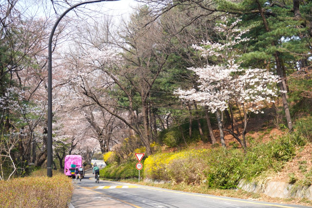 【2026年最新】ソウルの桜が意外と早い！南山をバスでラクに登って徒歩で下山（画像11）