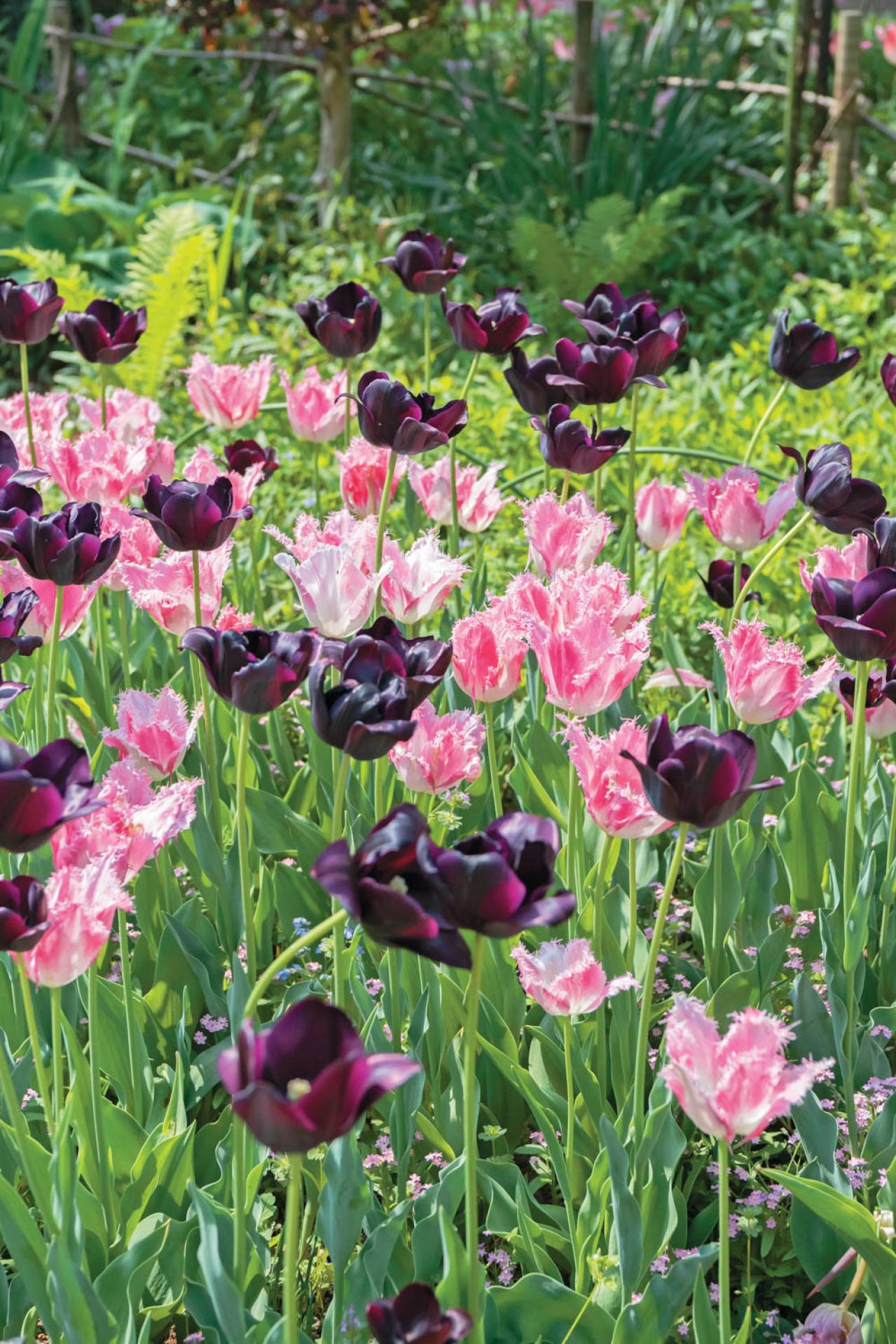 【チューリップ】が庭一面を彩る！  埼玉のオープンガーデン「グリーンローズ」が公開スタート（画像2）