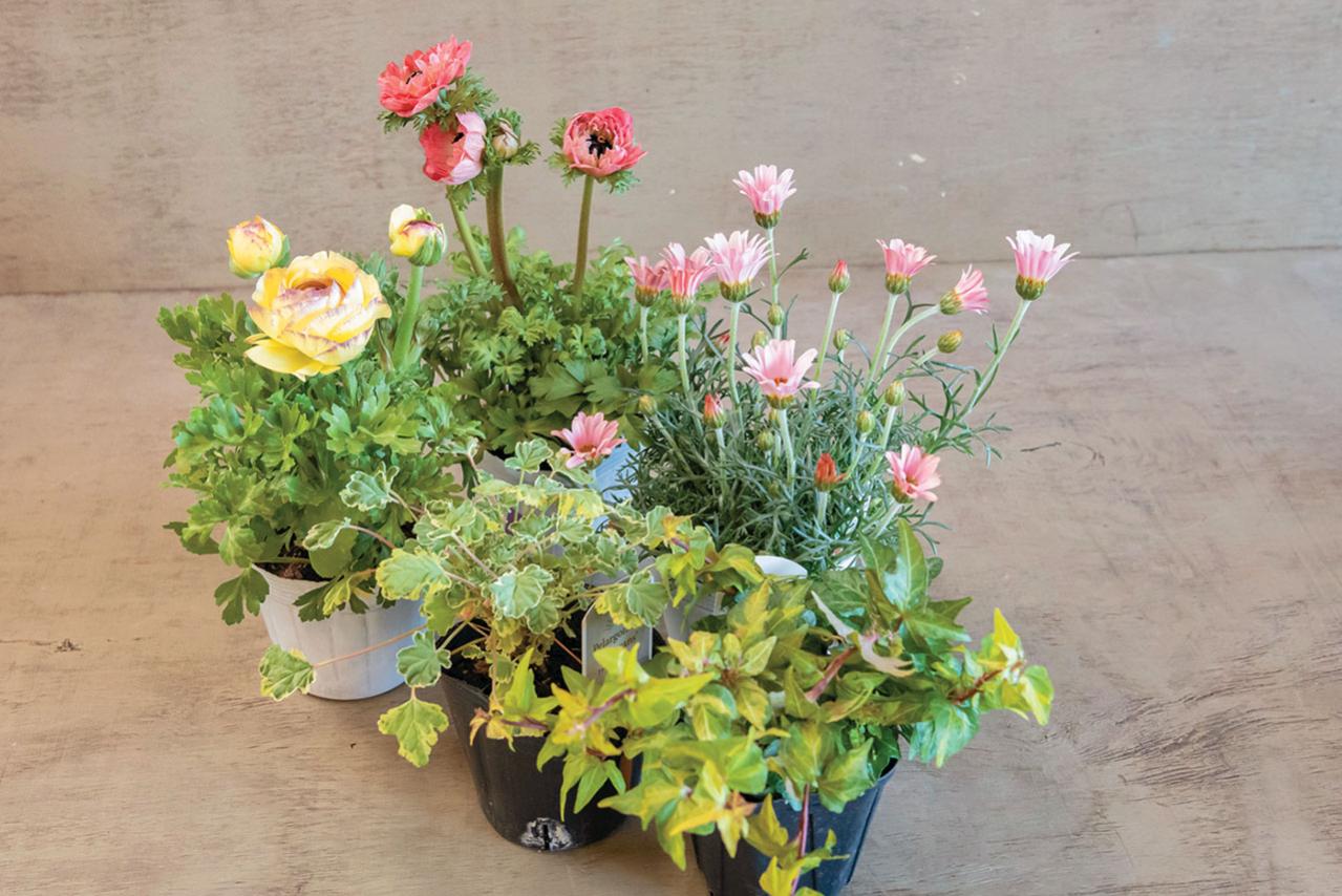 フローラ黒田園芸【黒田健太郎さん】が伝授！ カラフルな「ラナンキュラス×アネモネ」の寄せ植え（画像4）