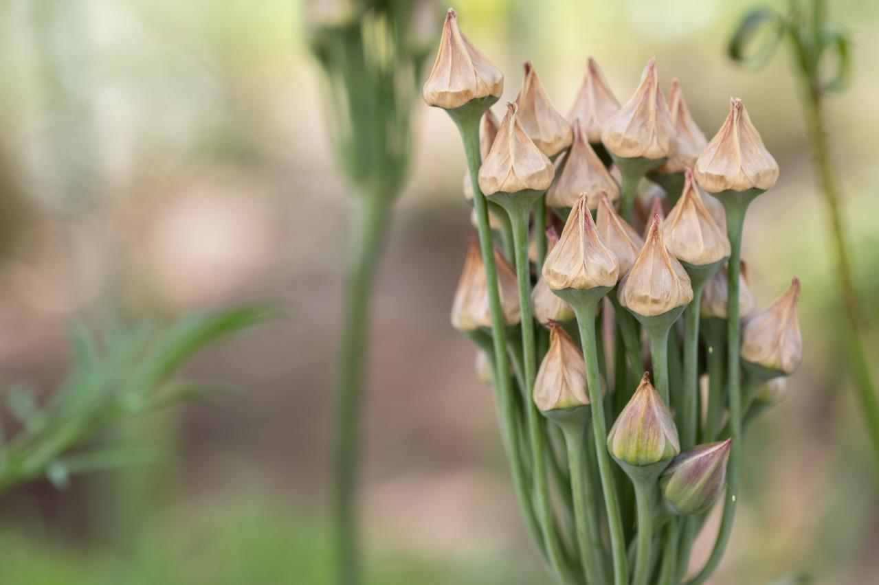 浮遊感がすごい【アリウム】8選｜ギガンチウムほか、植えっぱなしOKの品種も［ガーデニング］（画像12）