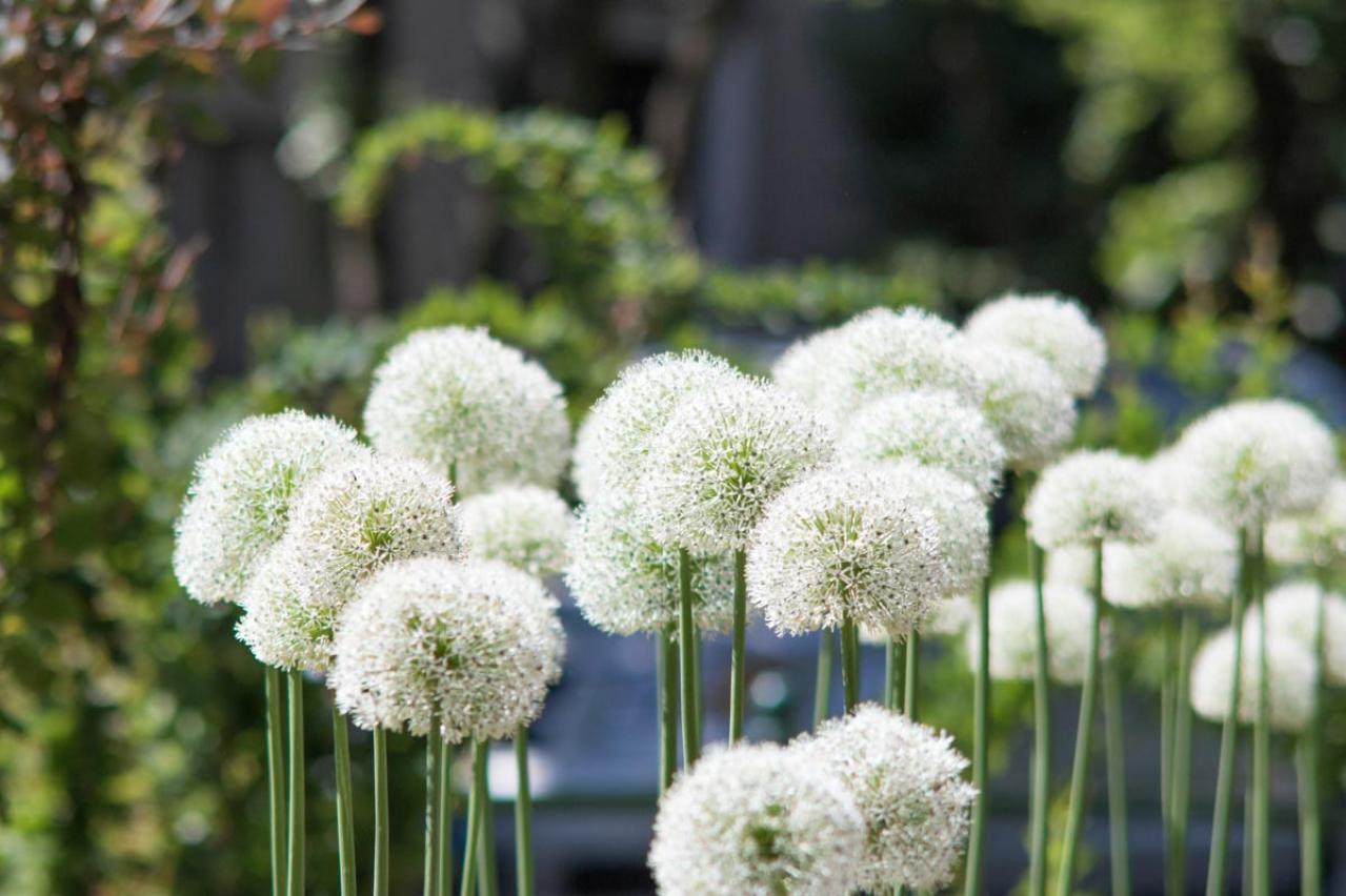 浮遊感がすごい【アリウム】8選｜ギガンチウムほか、植えっぱなしOKの品種も［ガーデニング］（画像4）