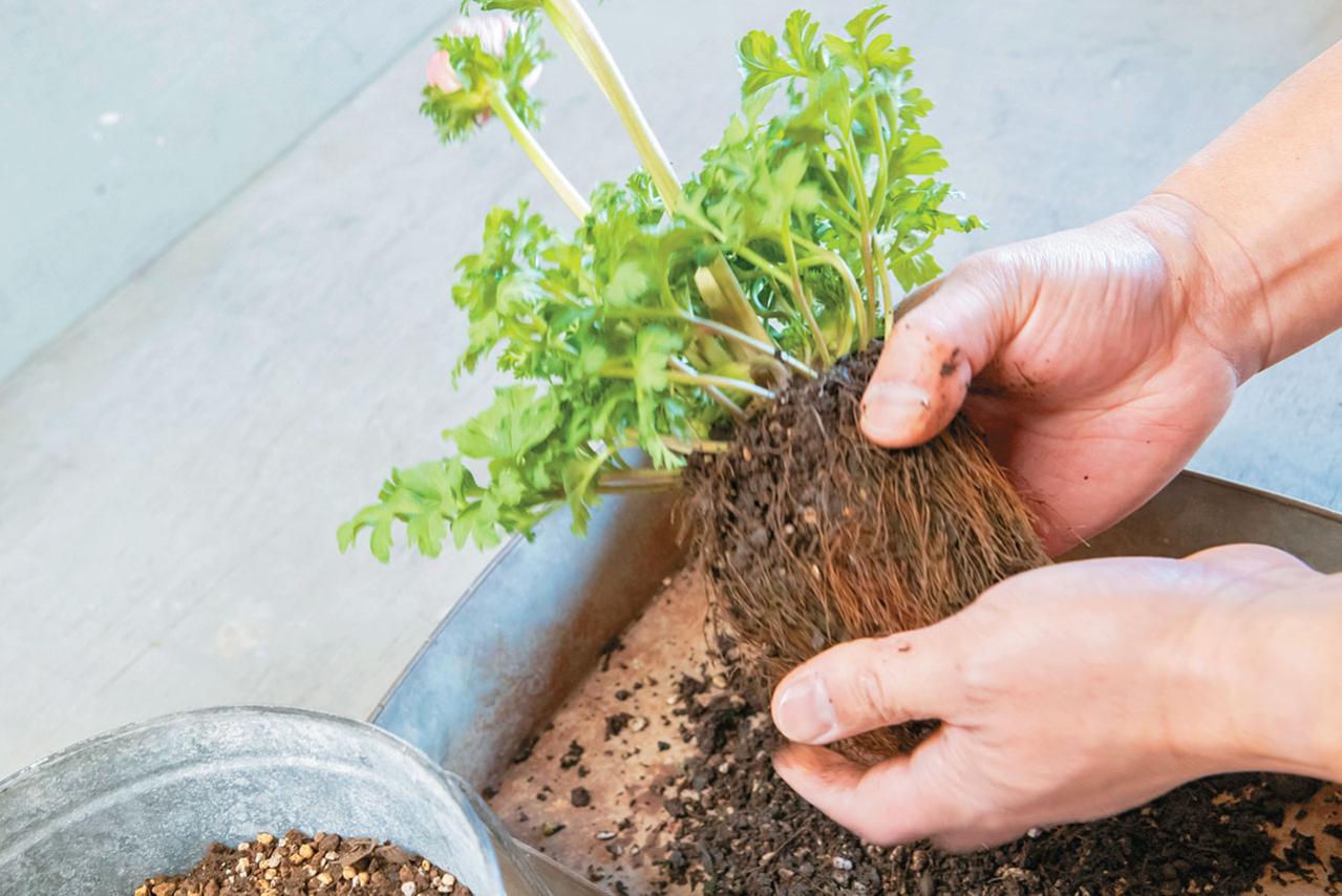 フローラ黒田園芸【黒田健太郎さん】が伝授！ カラフルな「ラナンキュラス×アネモネ」の寄せ植え（画像7）