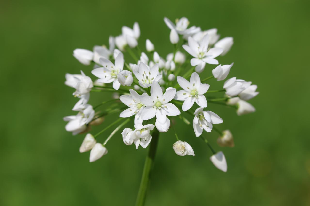 浮遊感がすごい【アリウム】8選｜ギガンチウムほか、植えっぱなしOKの品種も［ガーデニング］（画像14）