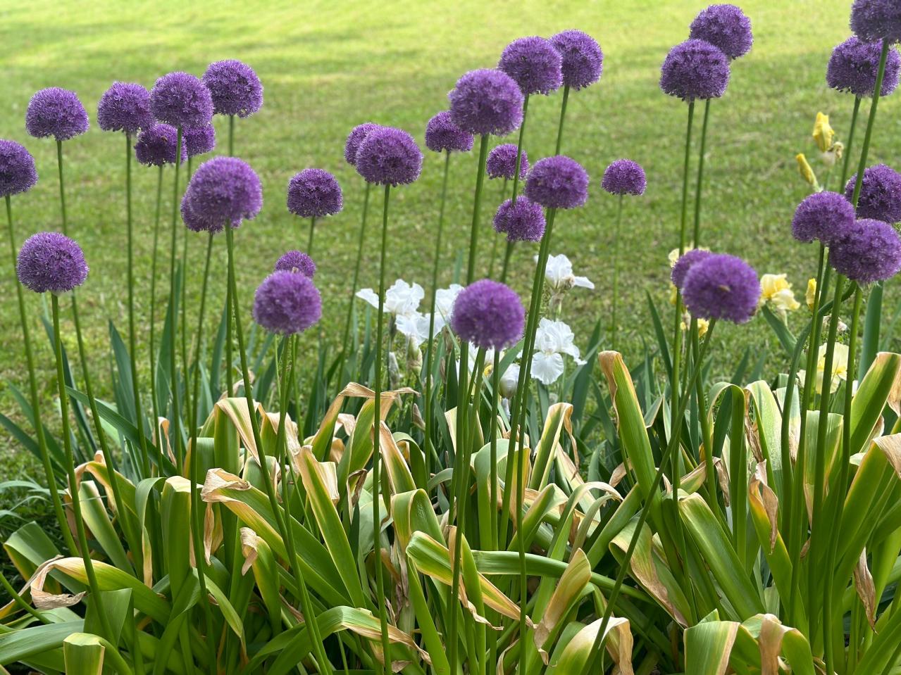 浮遊感がすごい【アリウム】8選｜ギガンチウムほか、植えっぱなしOKの品種も［ガーデニング］（画像19）