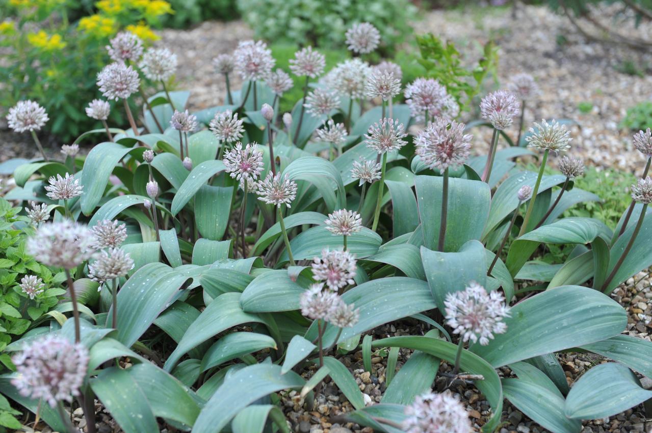 浮遊感がすごい【アリウム】8選｜ギガンチウムほか、植えっぱなしOKの品種も［ガーデニング］（画像10）