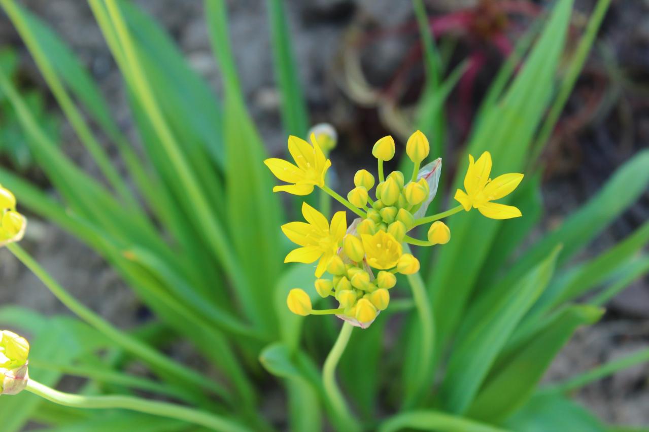 浮遊感がすごい【アリウム】8選｜ギガンチウムほか、植えっぱなしOKの品種も［ガーデニング］（画像13）