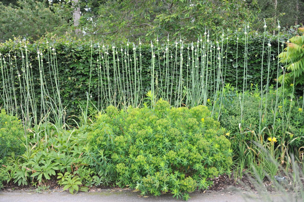 浮遊感がすごい【アリウム】8選｜ギガンチウムほか、植えっぱなしOKの品種も［ガーデニング］（画像8）