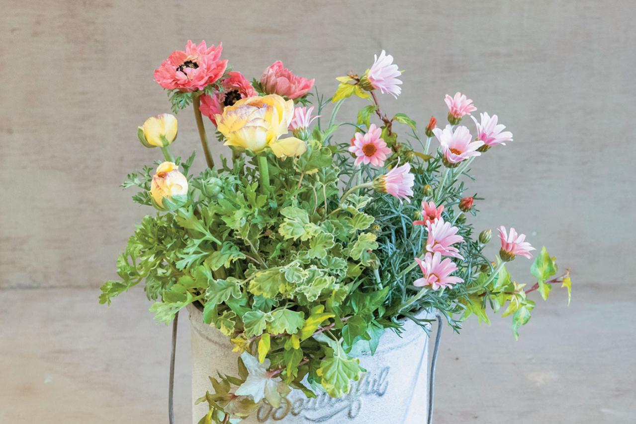 フローラ黒田園芸【黒田健太郎さん】が伝授！ カラフルな「ラナンキュラス×アネモネ」の寄せ植え（画像16）