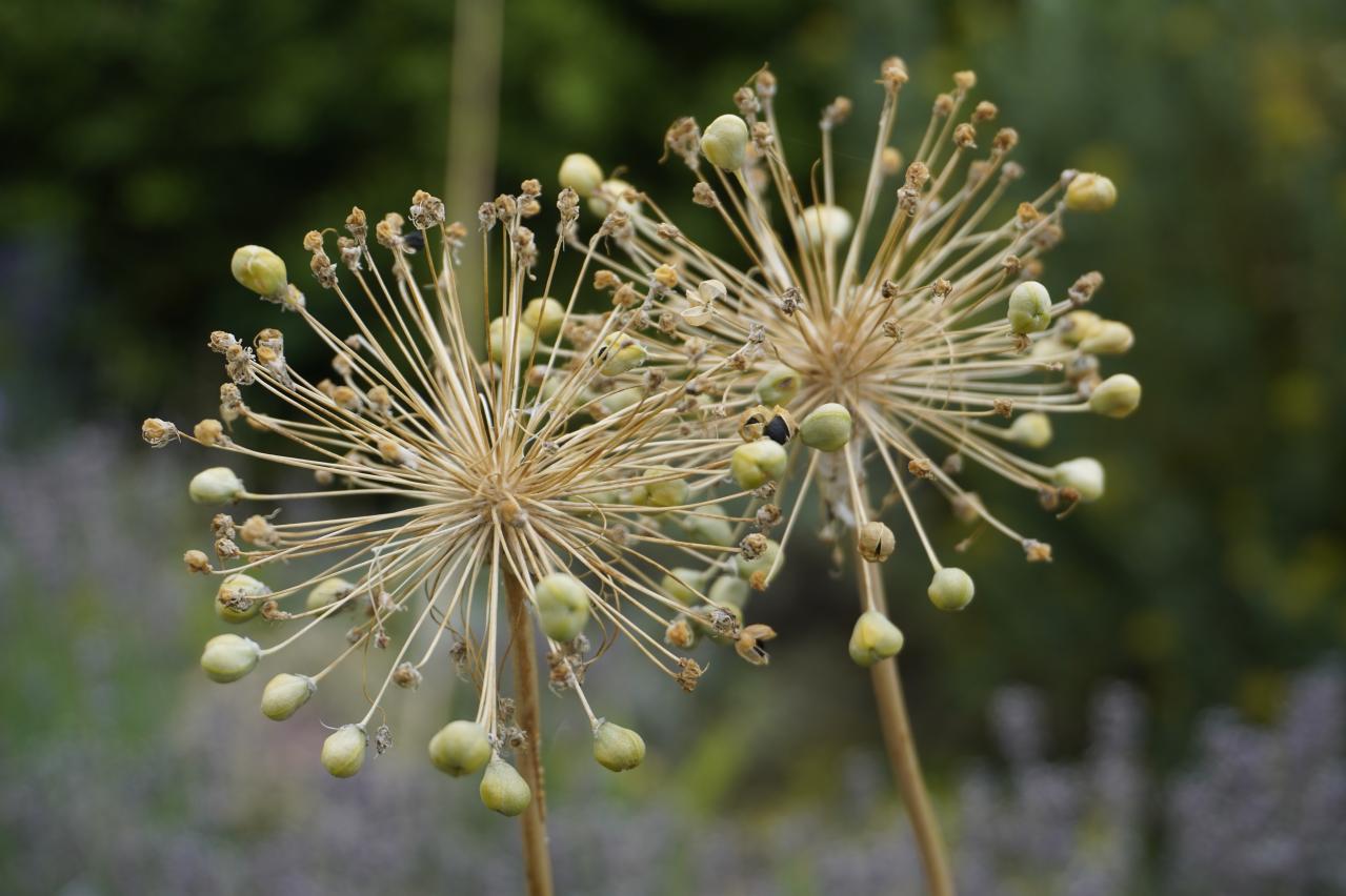 浮遊感がすごい【アリウム】8選｜ギガンチウムほか、植えっぱなしOKの品種も［ガーデニング］（画像17）