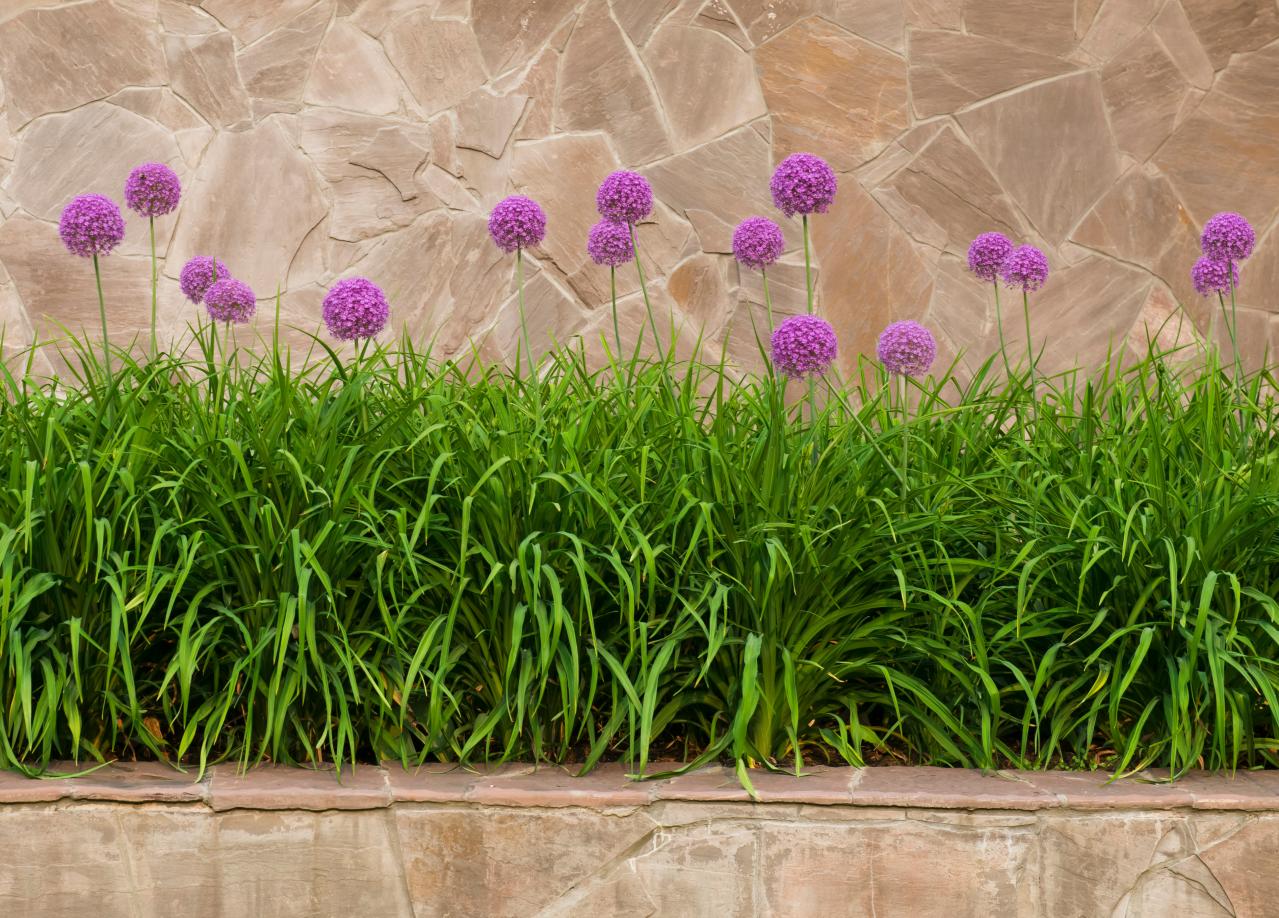 浮遊感がすごい【アリウム】8選｜ギガンチウムほか、植えっぱなしOKの品種も［ガーデニング］（画像20）