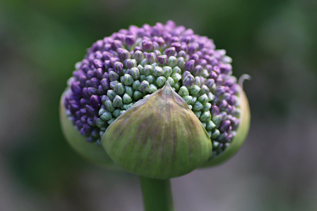 浮遊感がすごい【アリウム】8選｜ギガンチウムほか、植えっぱなしOKの品種も［ガーデニング］（画像16）