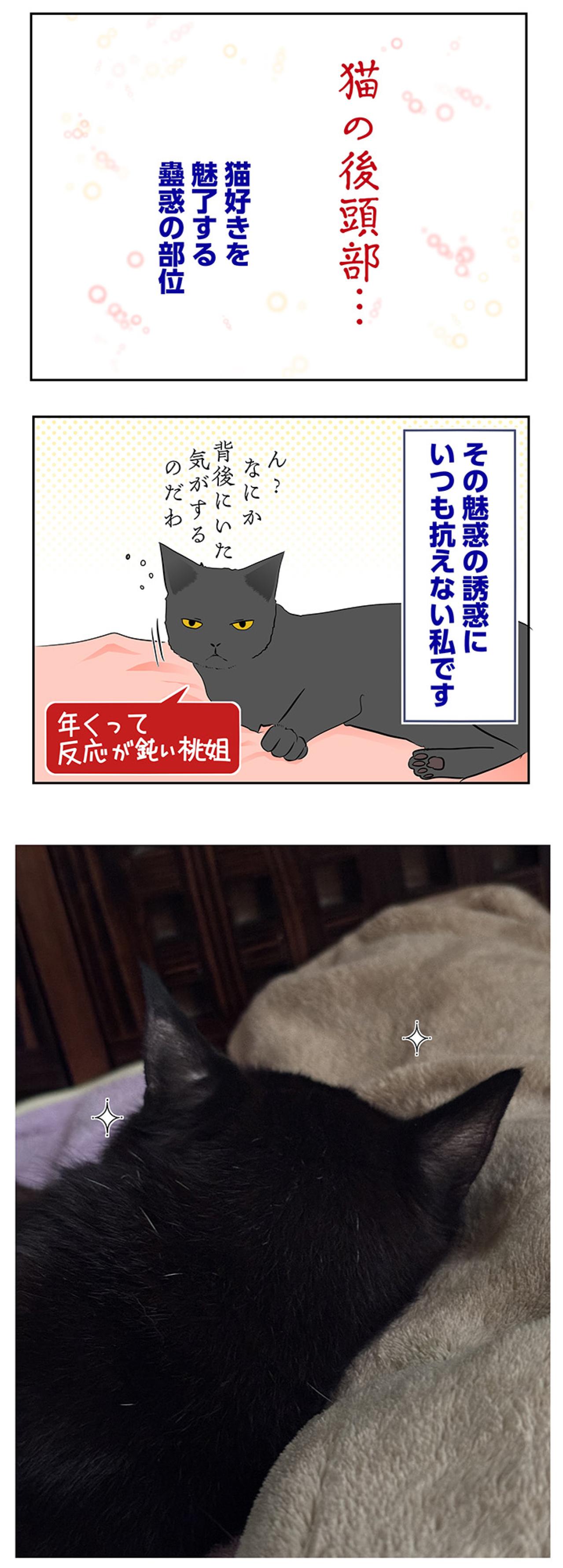 【マンガ・老猫日誌＃57】桃姐の後頭部を猫吸いする幸せ〜19歳の元保護猫・桃姐（画像4）