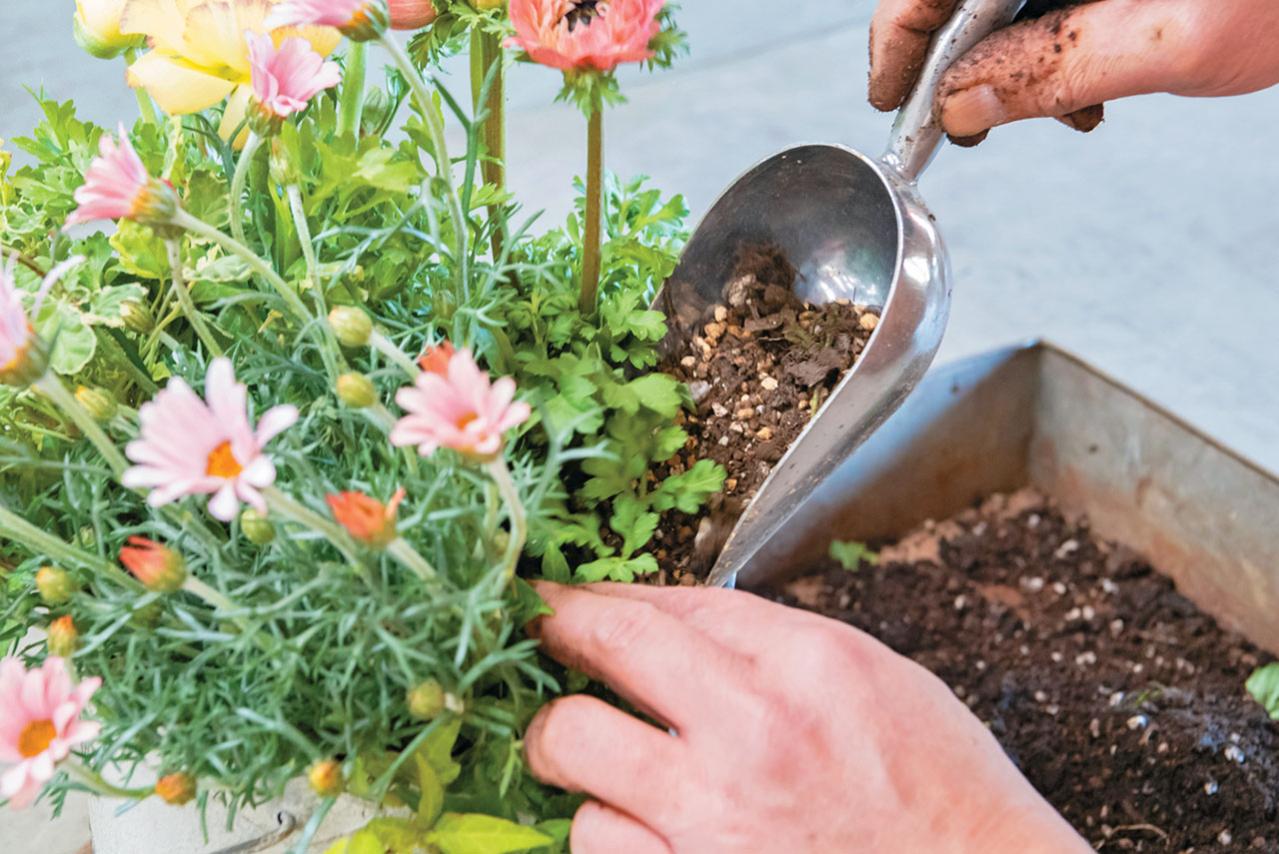 フローラ黒田園芸【黒田健太郎さん】が伝授！ カラフルな「ラナンキュラス×アネモネ」の寄せ植え（画像15）