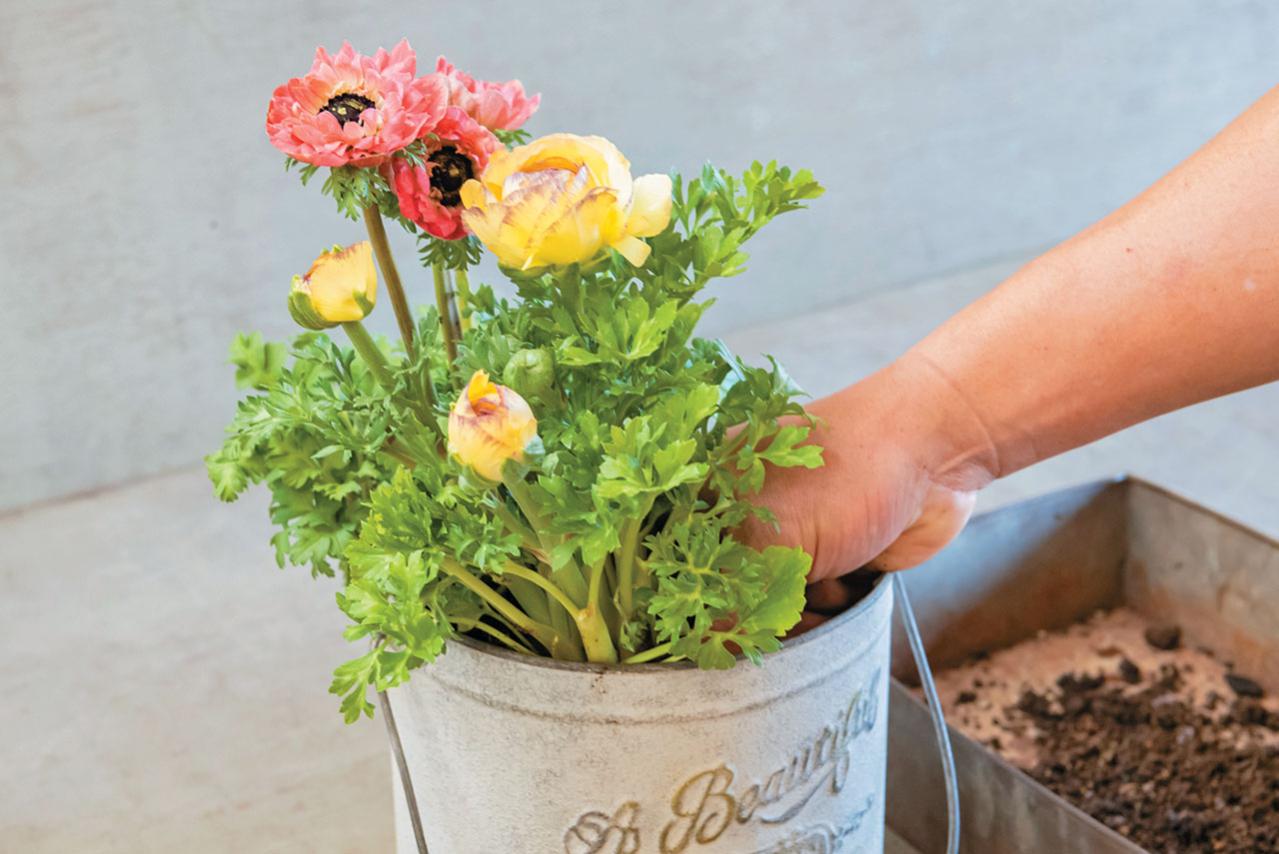 フローラ黒田園芸【黒田健太郎さん】が伝授！ カラフルな「ラナンキュラス×アネモネ」の寄せ植え（画像9）