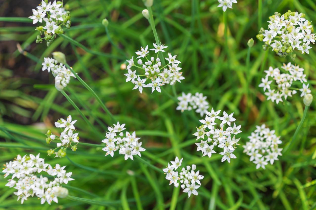 浮遊感がすごい【アリウム】8選｜ギガンチウムほか、植えっぱなしOKの品種も［ガーデニング］（画像22）