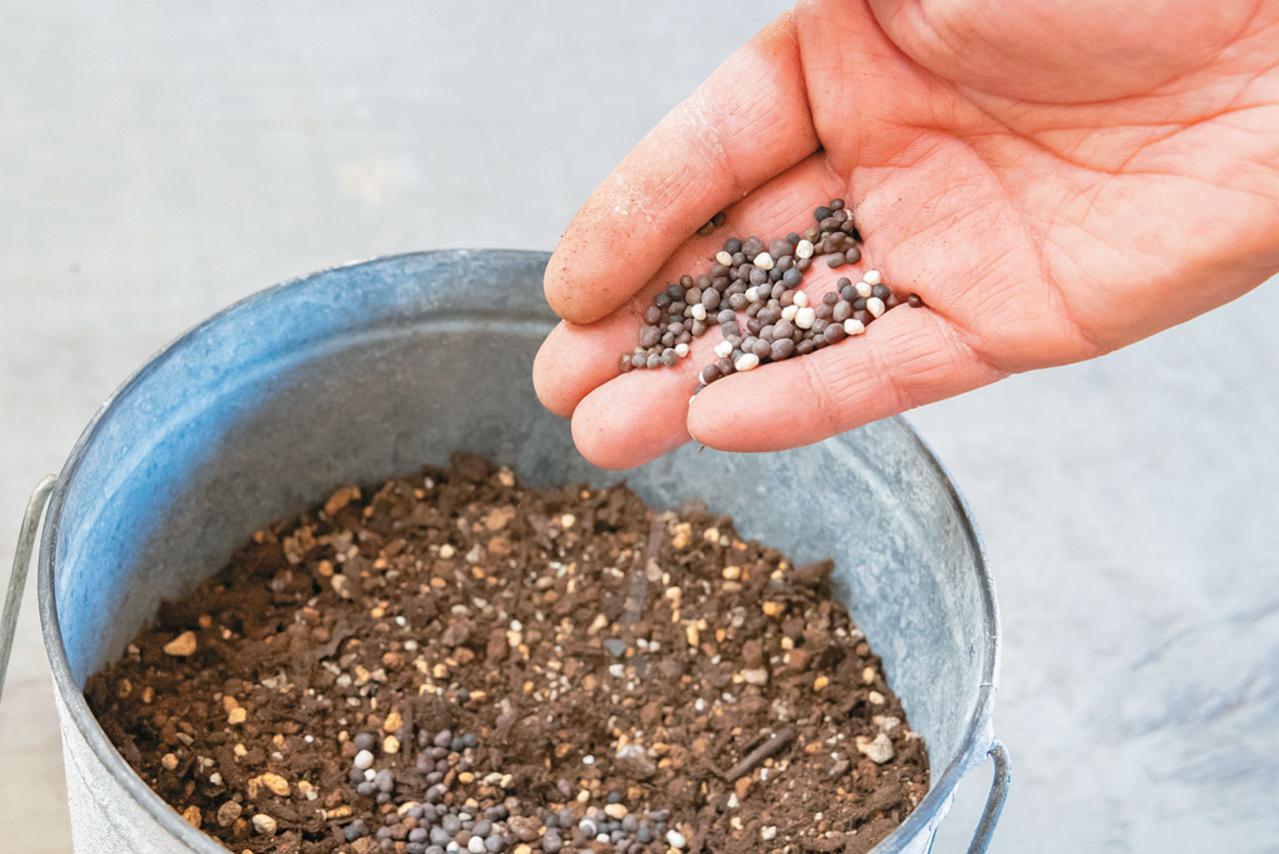 フローラ黒田園芸【黒田健太郎さん】が伝授！ カラフルな「ラナンキュラス×アネモネ」の寄せ植え（画像6）