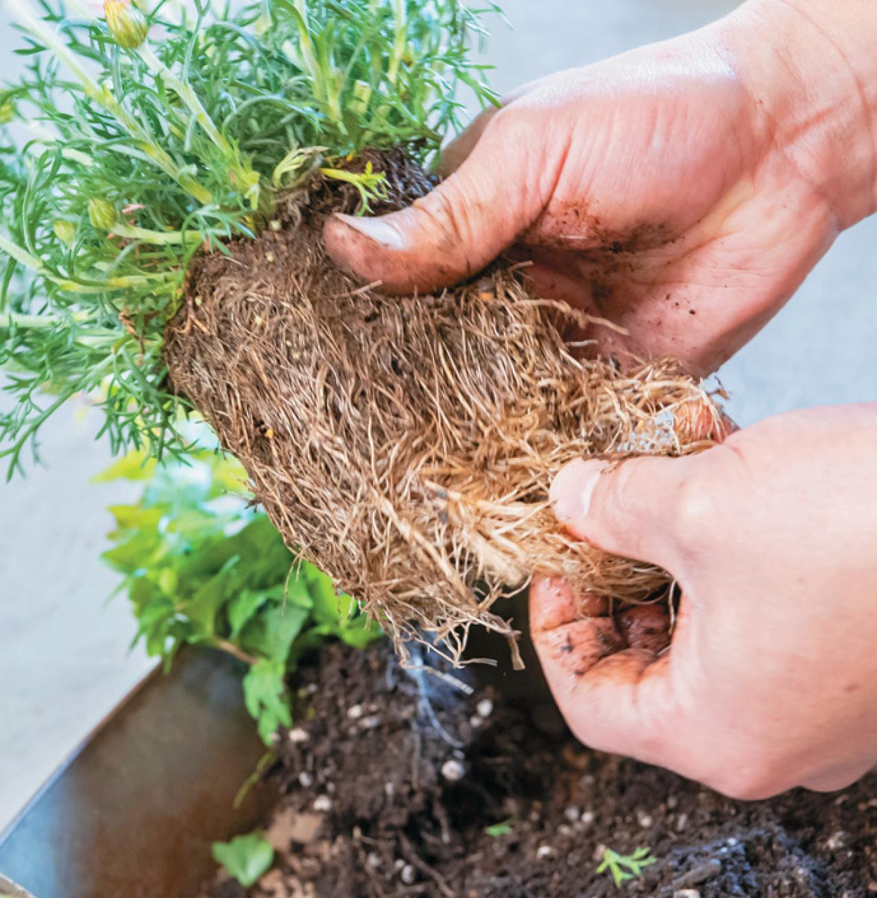 フローラ黒田園芸【黒田健太郎さん】が伝授！ カラフルな「ラナンキュラス×アネモネ」の寄せ植え（画像13）
