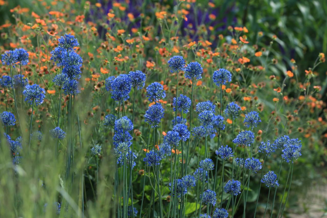 浮遊感がすごい【アリウム】8選｜ギガンチウムほか、植えっぱなしOKの品種も［ガーデニング］（画像5）