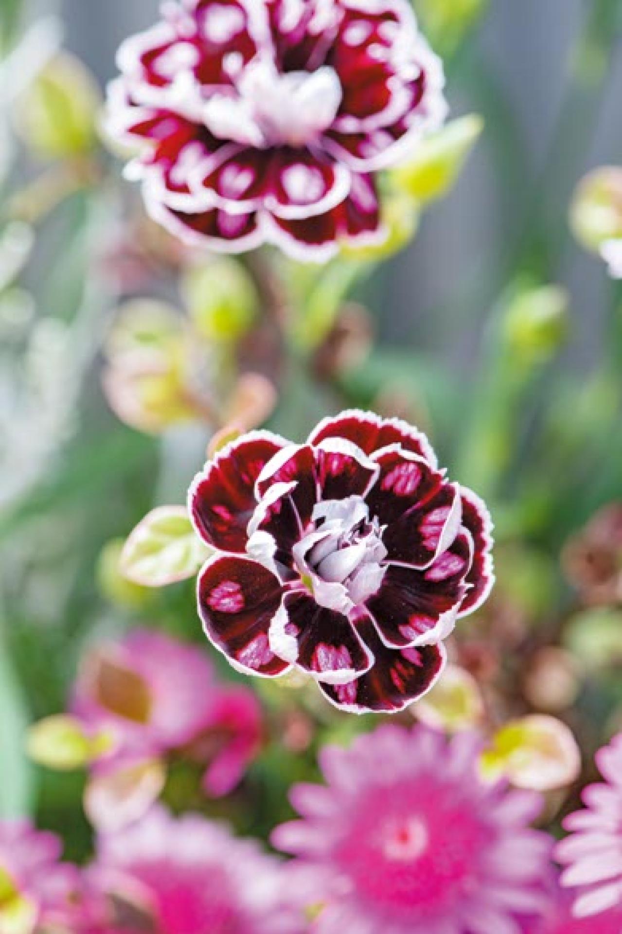 YouTubeで大人気！【オニちゃん】の愛らしいピンクの花で作る「春の寄せ植え」（画像9）