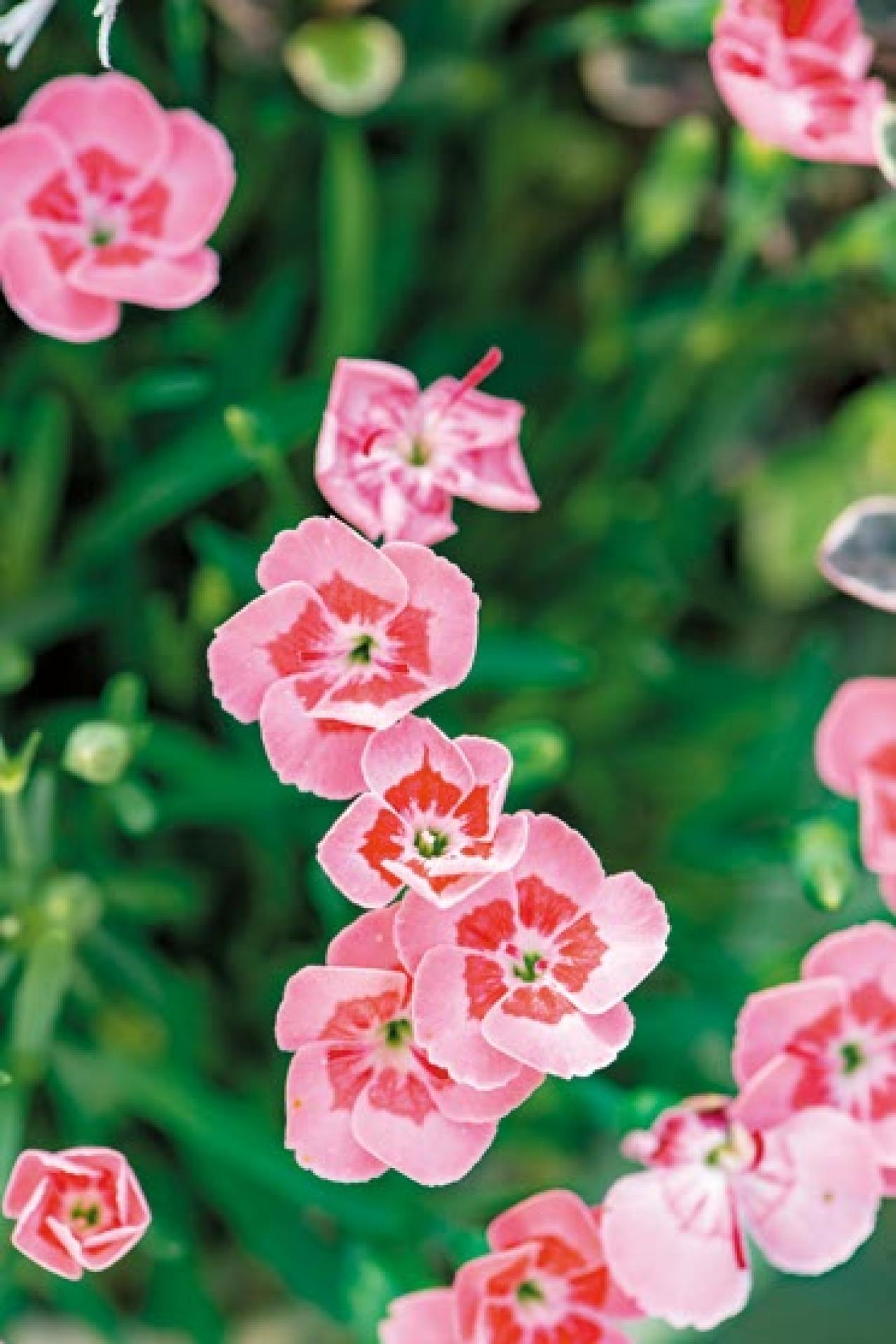 YouTubeで大人気！【オニちゃん】の愛らしいピンクの花で作る「春の寄せ植え」（画像8）