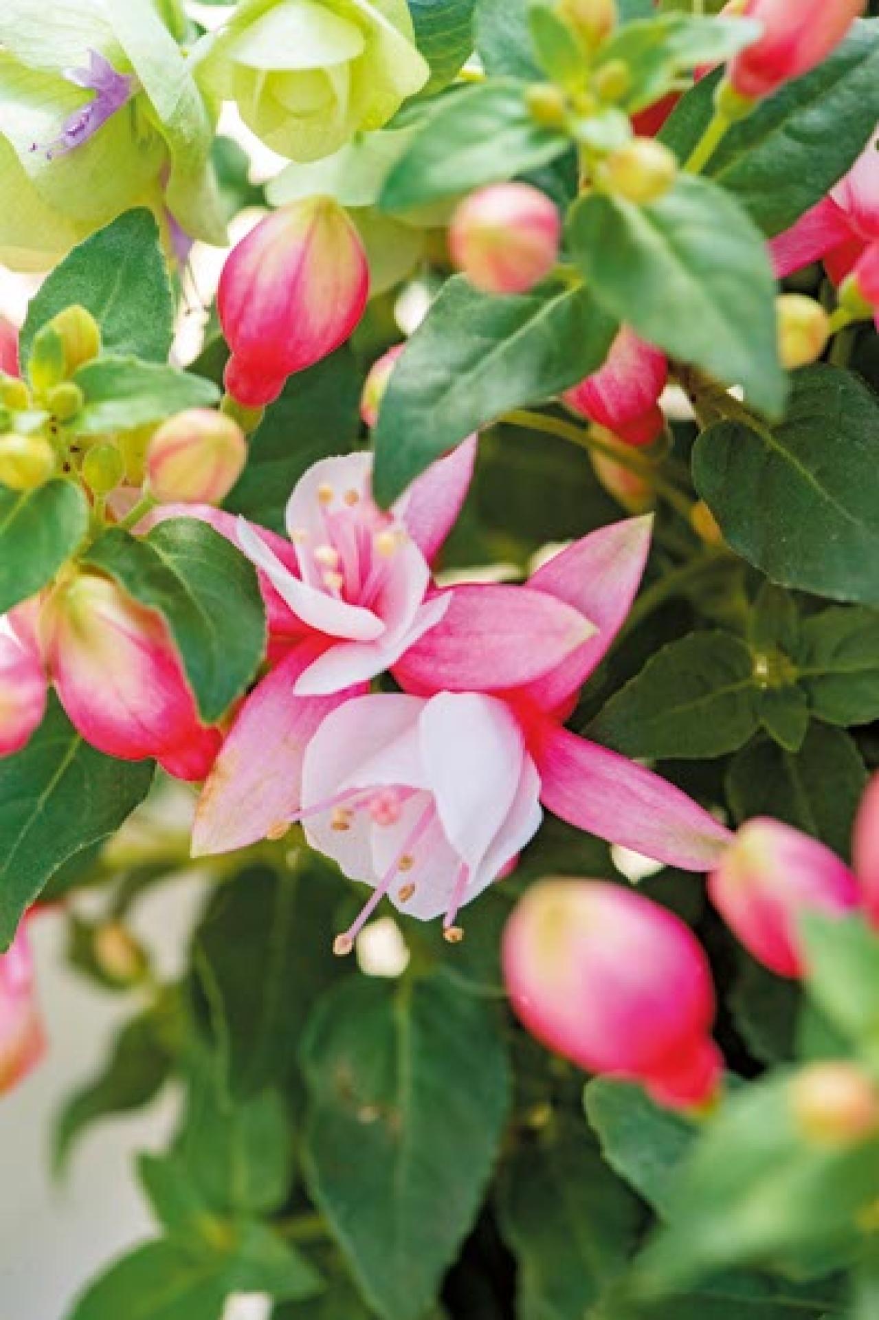 YouTubeで大人気！【オニちゃん】の愛らしいピンクの花で作る「春の寄せ植え」（画像12）