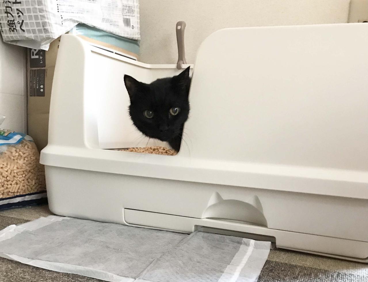 【マンガ・老猫日誌＃60】老猫、キレイを要求する！？〜19歳の元保護猫・桃姐（画像5）