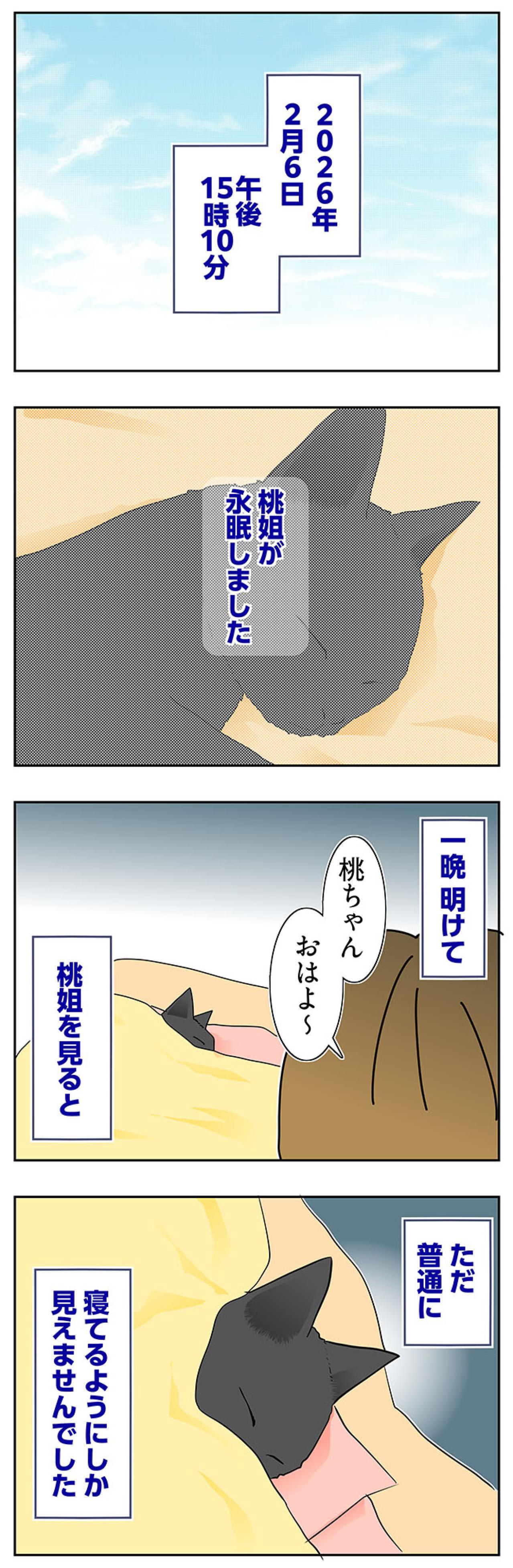 【マンガ・老猫日誌＃62】介護生活が終わって〜19歳の元保護猫・桃姐（画像2）
