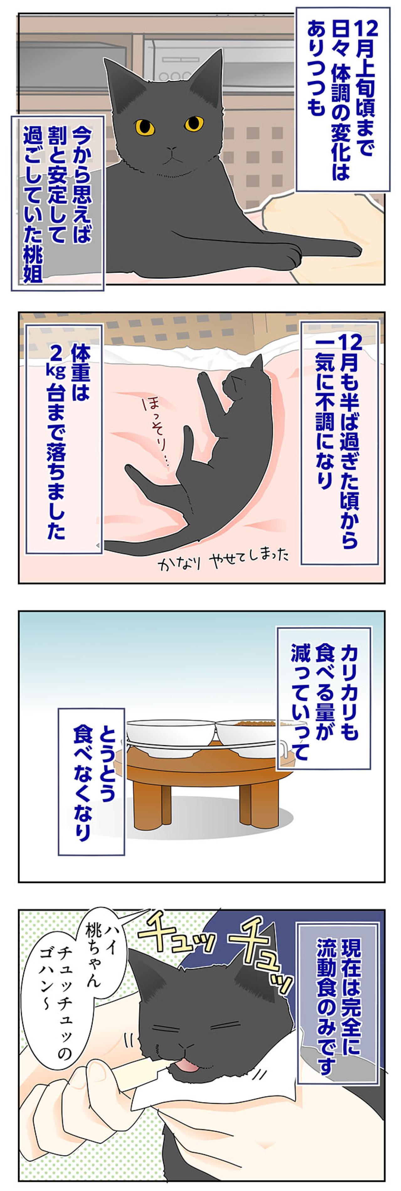 【マンガ・老猫日誌＃61】老猫、がんばる！〜19歳の元保護猫・桃姐（画像2）