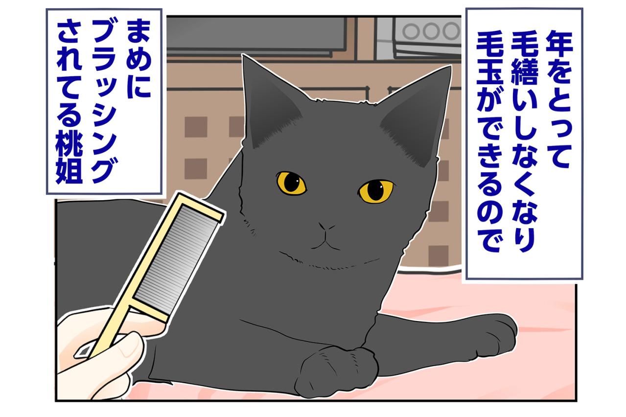 【マンガ・老猫日誌＃59】桃姐とうとう覚醒？〜19歳の元保護猫・桃姐