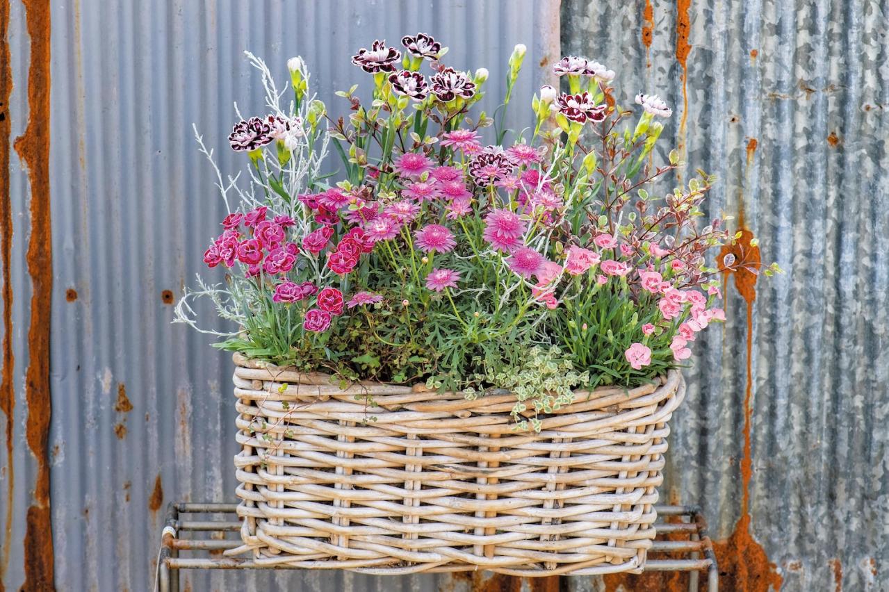 YouTubeで大人気！【オニちゃん】の愛らしいピンクの花で作る「春の寄せ植え」