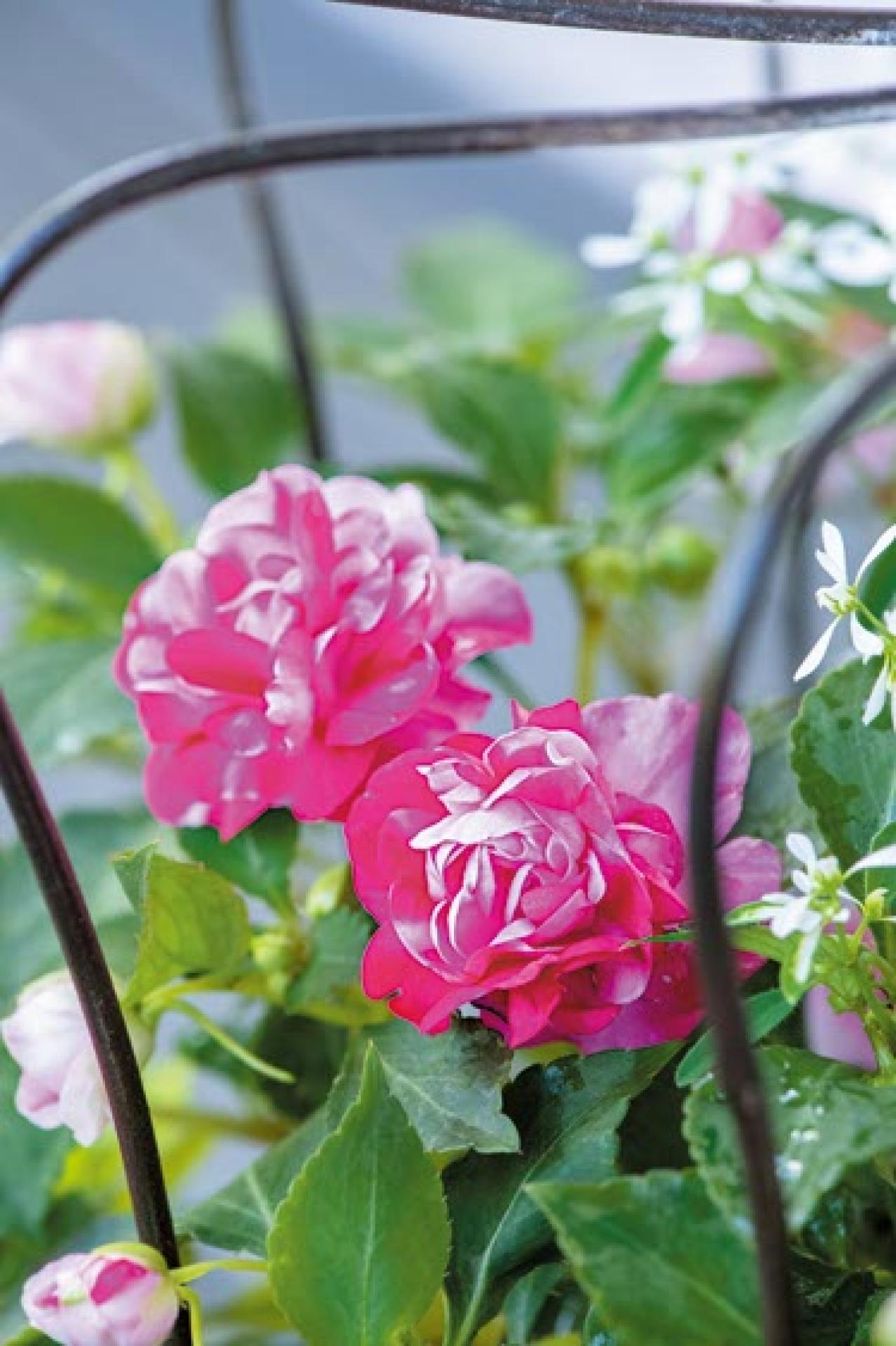 YouTubeで大人気！【オニちゃん】の愛らしいピンクの花で作る「春の寄せ植え」（画像4）