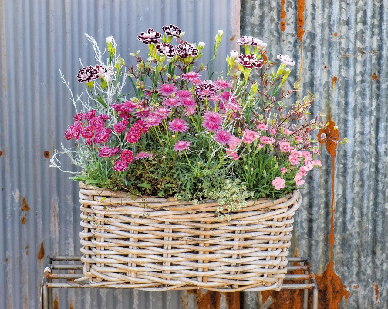 YouTubeで大人気！【オニちゃん】の愛らしいピンクの花で作る「春の寄せ植え」（画像5）