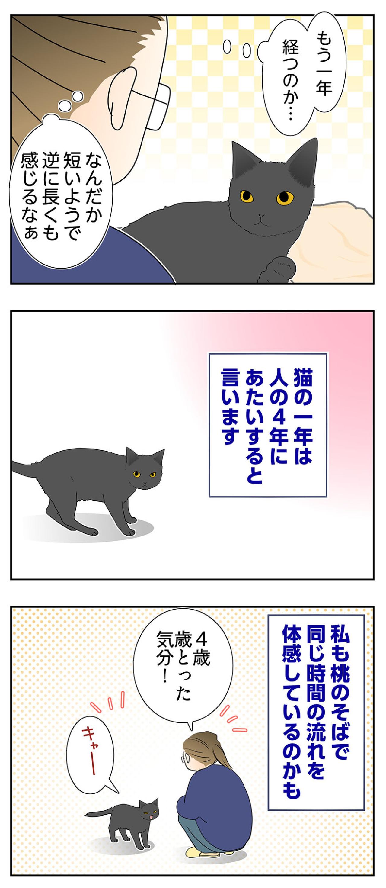 【マンガ・老猫日誌＃58】老猫と過ごす時間は濃い〜19歳の元保護猫・桃姐（画像4）